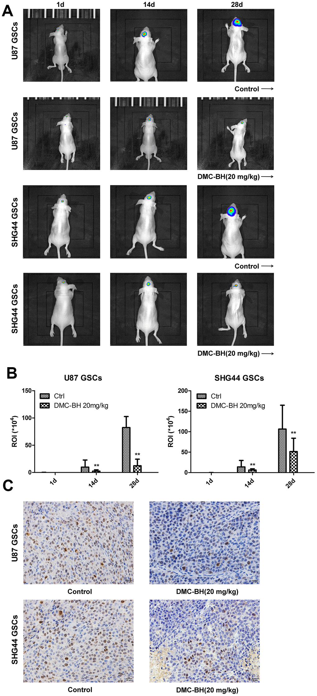 DMC-BH reduces GSCs intracranial orthotopic growth. (A) GSCs intracranial orthotopic growth after DMC-BH treatment measured by Bioluminescent Imaging (BLI). (B) The average tumor volume in intracranial analyzed by ROI recording. (C) Proliferation of intracranial tumor analyzed using the Ki67 biomarker.