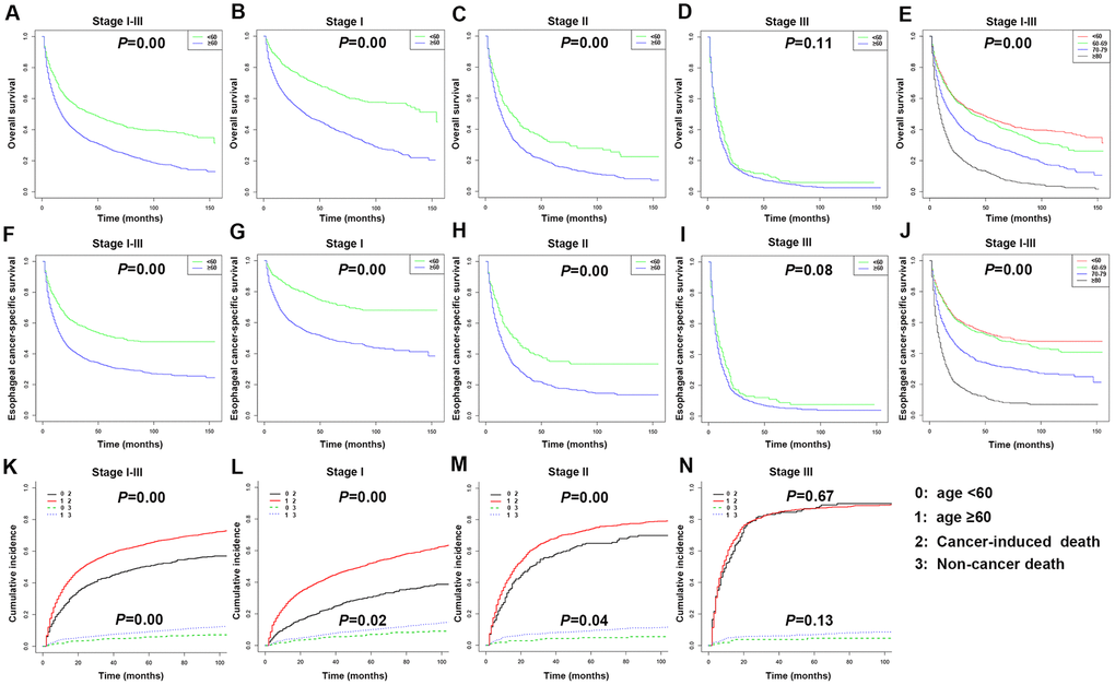 Kaplan-Meier survival analyses for overall survival (OS) and esophageal cancer-specific survival (ECSS) in stages I-III patients with esophageal cancer (EC) based on age. (A) Survival curve for OS in stages I-III EC patients. (B) Survival curve for OS in stage I EC patients. (C) Survival curve for OS in stage II EC patients. (D) Survival curve for OS in stage III EC patients. (E) Survival curve for OS based on age stratification in stages I-III EC patients. (F) Survival curve for ECSS in stages I-III EC patients. (G) Survival curve for ECSS in stage I EC patients. (H) Survival curve for ECSS in stage II EC patients. (I) Survival curve for ECSS in stage III EC patients. (J) Survival curve for ECSS based on age stratification in stages I-III EC patients. (K) Competitive risk of cancer-induced deaths and non-cancer-related deaths of stages I-III EC patients. (L) Competitive risk of cancer-induced deaths and non-cancer-related deaths of stage I EC patients. (M) Competitive risk of cancer-induced deaths and non-cancer-related deaths of stage II EC patients. (N) Competitive risk of cancer-induced deaths and non-cancer-related deaths of stage III EC patients.