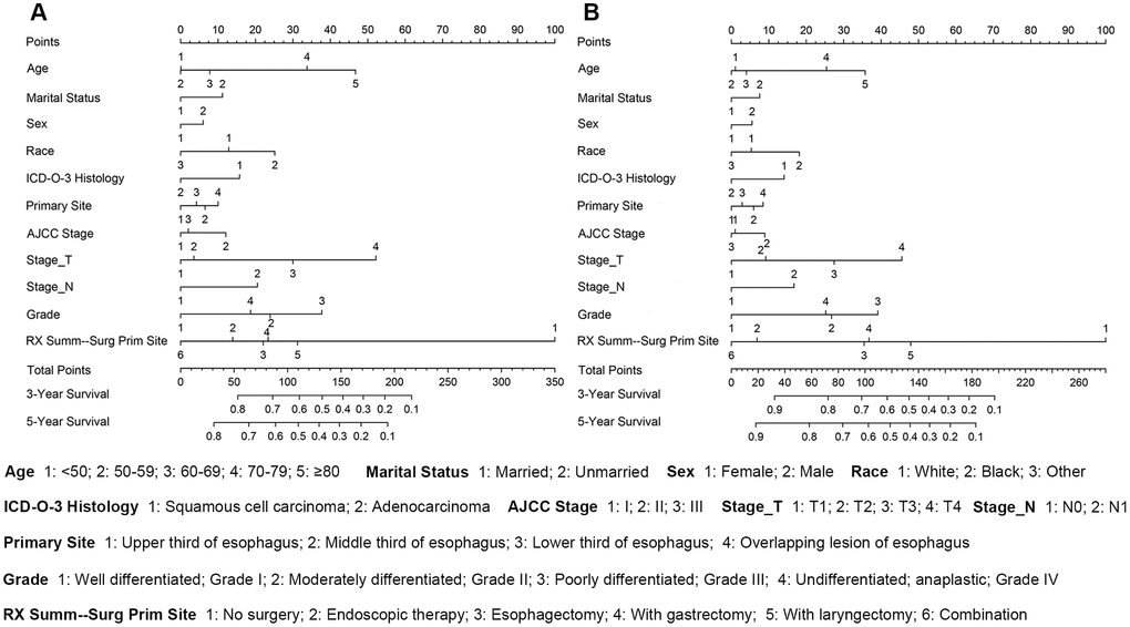 The survival nomogram of stages I-III esophageal cancer patients. (A) The sum of these numbers is located on the Total Points axis, and a line is drawn downward to the survival axes to determine the likelihood of a 3- or 5-year OS. (B) The sum of these numbers is located on the Total Points axis, and a line is drawn downward to the survival axes to determine the likelihood of a 3- or 5-year ECSS.