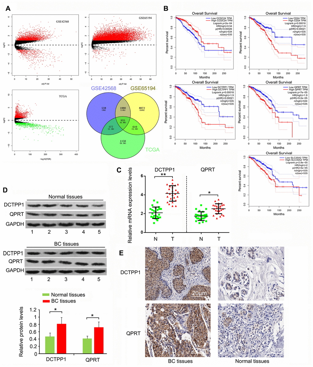 Highly expressed DCTPP1 and QPRT in BC tissues compared to normal tissues. (A) A total of 935 genes, whose expression was different between BC and normal tissues, were screened from GSE42568, GSE65194, and TCGA expression datasets. (B) The expression correlation of these genes to the prognosis of patients with BC was analyzed using GEPIA web (http://gepia.cancer-pku.cn/). We found five protein-coding genes, including CCDC24, CD24, DCTPP1, QPRT, and SLC35A2, whose expression was correlated with BC prognosis. DCTPP1 and QPRT expression levels in BC and normal breast tissues were tested using PCR (C), western blot (D) and IHC assays (E). DCTPP1 and QPRT expression levels were confirmed to be higher in BC tissues than in normal breast tissues. *P P 