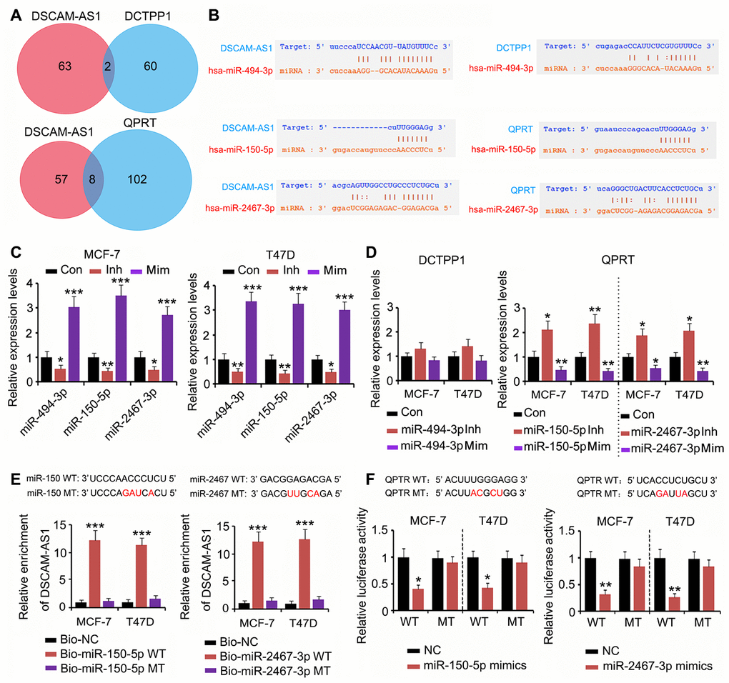 DSCAM-AS1 regulated QPRT expression by sponging miRNAs. (A) miRNAs targeting DSCAM-AS1, DCTPP1 and QPRT were predicated using PITA, RNA22, miRmap, mircoT, miRanda, PicTar, and Targetscan softwares. Venn diagram was used to find miRNAs targeting both DSCAM-AS1 and DCTPP1 or QPRT. (B) miRNA-494-3p was predicted to tightly bind to DSCAM-AS1; however, the connection between miRNA-494-3p and the DCTPP1 mRNA seem to be weak. miRNA-150-5p and miRNA-2467-3p were predicted to tightly bind to both DSCAM-AS1 and QPRT mRNA. (C) PCR was performed to detect miRNA-494-3p, miRNA-150-5p and miRNA-2467-3p expression after transfection with their inhibitors and mimics. (D) PCR was performed to detect DCTPP1 or QPRT expression after transfection with miRNA-494-3p, miRNA-150-5p and miRNA-2467-3p inhibitors and mimics. (E) As per the RNA pull-down assay, both miRNA-150-5p and miRNA-2467-3p WT pulled down DSCAM-AS1 from the cell lysate (PE), but their MT failed to do so. (F) The association between miRNA-150-5p and miRNA-2467-3p and the QPRT mRNA 3′ UTR was determined using a luciferase reporter assay. Transfection with miRNA-150-5p and miRNA-2467-3p mimics decreased the WT luciferase reporter activity; however, the transfection did not decrease the MT luciferase reporter activity. *PPP