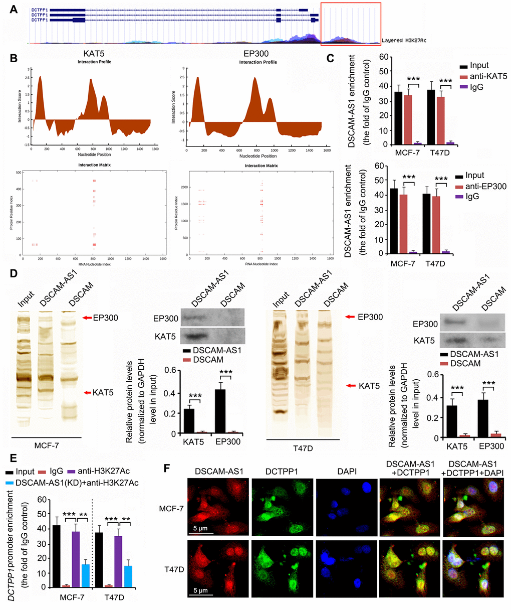 DSCAM-AS1 regulated DCTPP1 transcription by modulating histone acetylation. (A) The epigenetic regulation of DCTPP1 expression was analyzed using the UCSC Genome Browser Gateway. The DCTPP1 promoter was influenced by histone 3 acetylation at lysine 27. (B) As indicated by catRAPID, DSCAM-AS1 was predicted to bind to two key histone acetylases: KAT5 and EP300. The interaction matrix showed that bases 0 to 200 and 800 to 900 of DSCAM-AS1 probably have strong associations with both the KAT5 and EP300 proteins. (C) In the RIP assay, anti-KAT5, anti-EP300 antibodies, and IgG were used to separate KAT5-RNA, EP300-RNA, and IgG-RNA complexes from the cell lysate. DSCAM-AS1 was successfully detected in the KAT5-RNA and EP300-RNA complexes but not in the IgG-RNA complex. (D) In the RNA pull-down assay, bio-DSCAM and bio-DSCAM-AS1 were used to detect proteins that could bind to DSCAM mRNA and lncRNA DSCAM-AS1. Western blotting indicated that DSCAM-AS1, but not DSCAM mRNA, bound to KAT5 and EP300 proteins. (E) Results from ChIP assay showed that acetylated histone 3 bound to the DCTPP1 promoter. However, DSCAM-AS1 knockdown decreased acetylated histone 3 enrichment in the DCTPP1 promoter. (F) In FISH and immunofluorescence assays, both DSCAM-AS1 and DCTPP1 were observed in the cytoplasm and cell nucleus (F). **PP