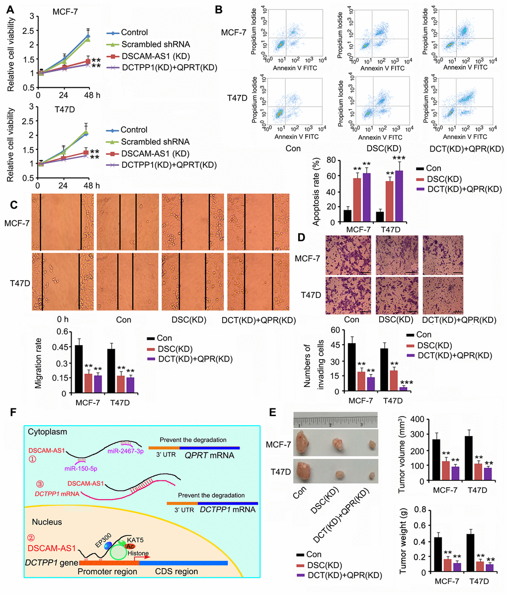 Depletion of DSCAM-AS1 and knockdown of DCTPP1 and QPRT together affected BC cell growth and invasion. Cell viability (A), apoptosis (B), migration (C), and invasion (D) assays were performed after silencing DSCAM-AS1 or DCTPP1 and QPRT together. DSCAM-AS1 depletion and knockdown of DCTPP1 and QPRT remarkably inhibited cell viability, migration, and invasion in MCF-7 and T47D cells; however, they promoted apoptosis. The bar in the pictures (D) indicates a length of 5 μm. (E) In the in vivo assay, silencing DSCAM-AS1 or DCTPP1 and QPRT together dramatically inhibited MCF-7 and T47D cell growth in nude mice. (F) The molecular mechanisms behind DSCAM-AS1 regulating DCTPP1 and QPRT. DSCAM-AS1 increased QPRT expression through sponging miRNA-150-5p and miRNA-2467-3p. In contrast, DSCAM-AS1 promoted the transcription of the DCTPP1 gene by affecting H3K27 acetylation and enhancing DCTPP1 mRNA stability through binding to the 3’UTR, which collectively resulted in the overexpression of DCTPP1. **PP