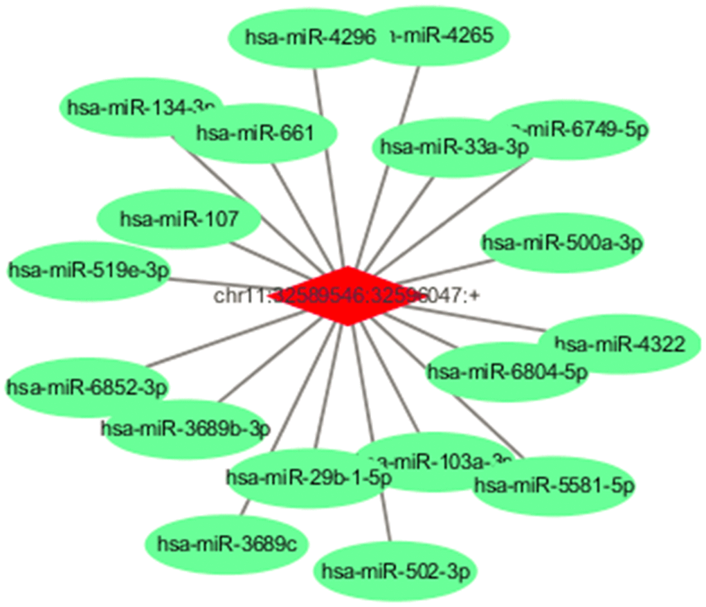 Predicted miRNAs for the circEIF3M and predicted ceRNA for the dysregulated circRNAs. Detailed annotation of circRNA-miRNA interactions between circEIF3M and its target miRNAs.