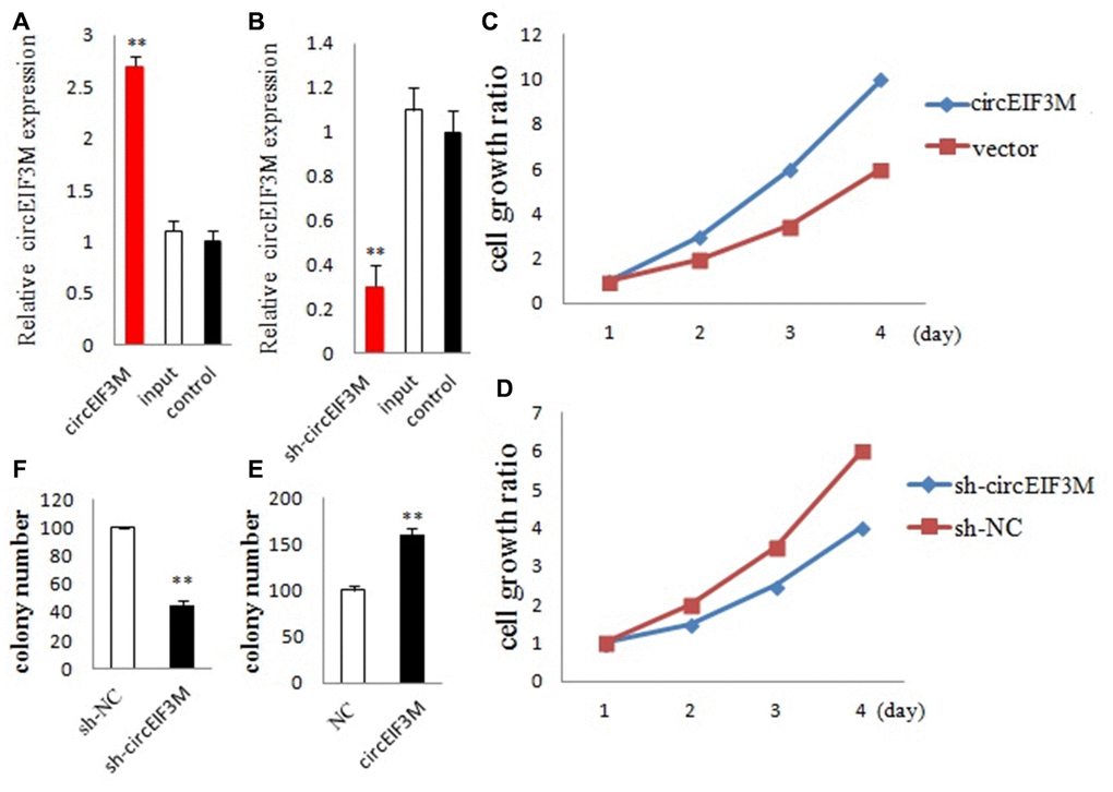 CircEIF3M promotes TNBC cell proliferation. (A and B) qRT-PCR analysis of circEIF3M expression in TNBC cells transfected with circEIF3M expression vector, sh-circ, input, or control. (C and D) The growth curves of cells transfected with indicated vectors were evaluated by CCK8 assays. (E and F) Colony formation assays were executed to detect the proliferation of cells transfected with indicated vectors. Data were showed as mean ± SD, **P 