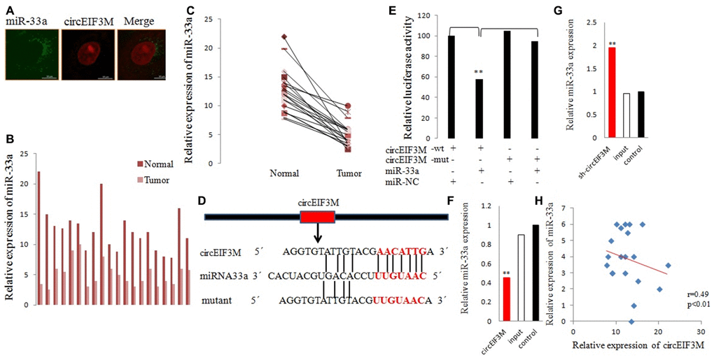 CircEIF3M functions as a sponge for miR-33a. (A) FISH was performed to observe the cellular location of circEIF3M (red) and miR-33a (green) in cells (magnification, × 200, scale bar, 100 μm). (B and C) Relative expression of miR-33a in TNBC tissues (Tumor) and adjacent non-tumor tissues (Normal) was determined by qRT-PCR (n = 20). (D) Schematic illustration of circEIF3M-WT and circEIF3M-Mut luciferase reporter vectors. (E) The relative luciferase activities were detected after transfection with circEIF3M-WT or circEIF3M-Mut and miR-33a mimics or miR-NC, respectively. (F and G) The relative expression of miR-33a was detected by qRT-PCR after transfection with indicated vectors. (H) Pearson correlation analysis of circEIF3M and miR-33a expression in 20 TNBC tissues. Data were indicated as mean ± SD, **P 