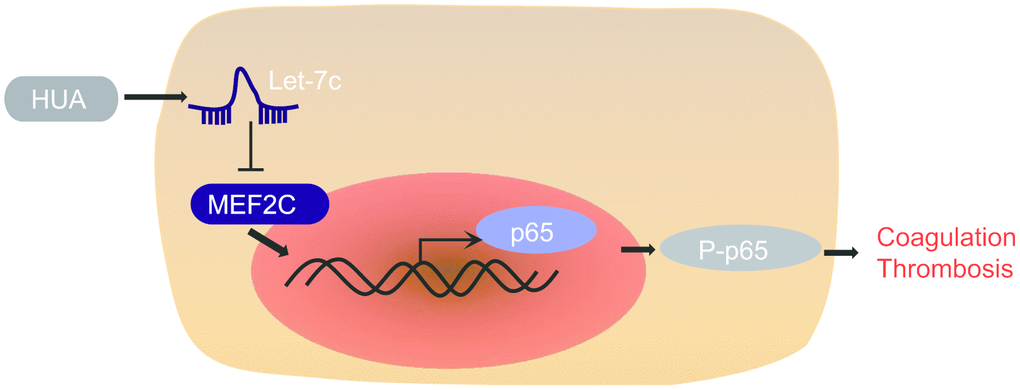 The mechanism of HUA in thrombosis with involvement of let-7c and MEF2C. HUA repressed MEF2C to activate NF-κB pathway by upregulating let-7c, ultimately causing blood coagulation and thrombosis.