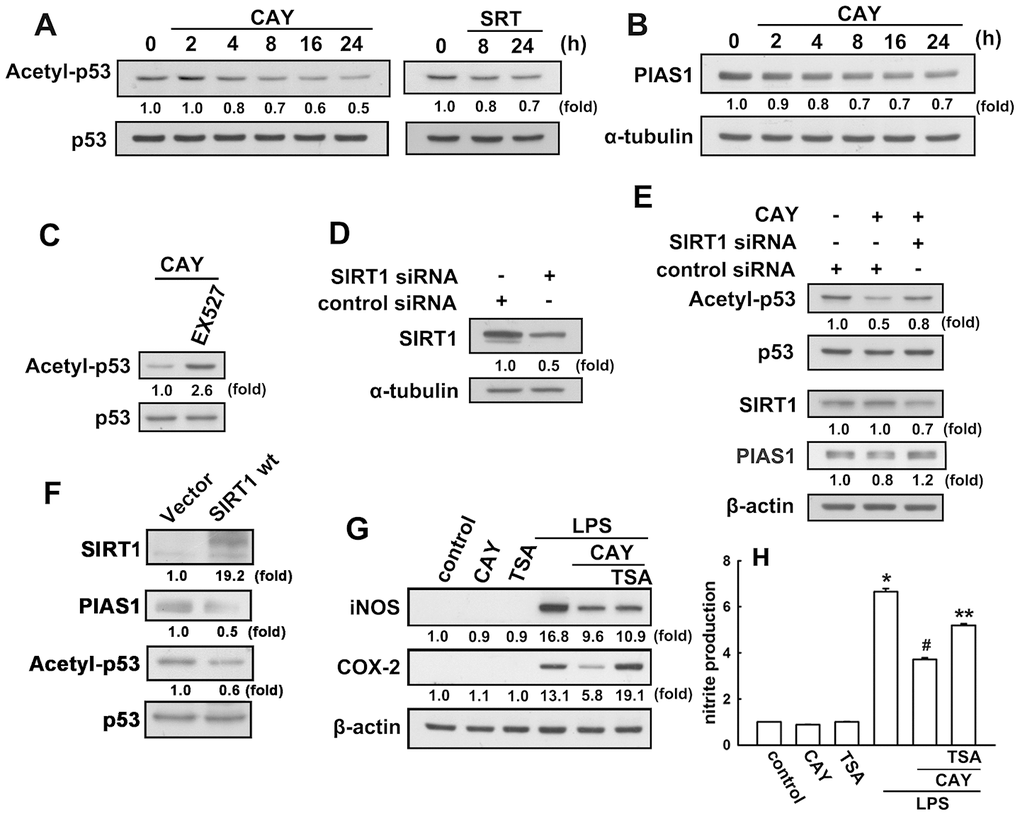 SIRT1 decreases lysine 379 acetylation of p53 in microglial cells. (A) BV-2 microglia were stimulated with CAY (5 μM) or SRT (1 μM) for the indicated time periods. The expression of K379 acetylated p53 was determined by western blot analysis. (Β) Microglial cells were stimulated with the SIRT1 activator, CAY (5 μM), for the indicated time periods (2–24 h). The expression of PIAS1 was determined by western blot analysis. (C) Microglial cells were treated with 10 μM EX527 (a SIRT1 inhibitor) for 30 min, followed by treatment with the SIRT1 activator, CAY (5 μM), for 24 h. Whole-cell lysate proteins were extracted and subjected to western blot analysis to assess lysine 379 acetylated p53. (D) After transfection of microglial cells with siRNA against SIRT1 or control for 24 h, the cells were lysed, proteins were extracted and the subjected to western blot analysis to assess SIRT1 expression. (E) Microglial cells were transfected with either siRNA against SIRT1 or control for 24 h, and then treated with CAY compound for another 24 h. Whole-cell lysate proteins were extracted and subjected to western blot analysis to assess acetylated p53, SIRT1, and PIAS1 expression. Similar results were obtained from at least three independent experiments. (F) IMG cells were transfected with empty vector or wild-type SIRT1 for 24 h, and the expression levels of SIRT1, PIAS1, acetyl-p53, and p53 were determined by western blot analysis. (G) After preincubation with TSA (10 nM) for 30 min, the SIRT1 activator, CAY (5 μM), was added for another 30 min before stimulation with LPS (100 ng·mL−1) for 24 h. The expression of iNOS and COX-2 was determined by western blot analysis, and the medium was collected to measure nitrite production (H). The results are presented as mean ± SEM of n = 3–4. * p p p 