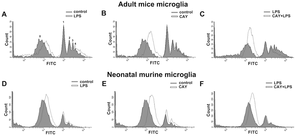 Phagocytic activity of SIRT1 activated microglia. Flow cytometry was used to assess the phagocytic activity by quantifying the number of 1-μm fluorescent yellow-green latex beads (YG beads) engulfed by IMG (A–C) and BV-2 (D–F) microglia. Cells with or without LPS stimulation (100 ng·mL−1) (A and D), treated with SIRT1 activator CAY (5 μM) (B and E), or pretreated with CAY for 30 min before 24-h LPS stimulation (C and F), were incubated with YG beads for 1 h at 37°C. Each graph represents the results from at least 3 biological replicates.