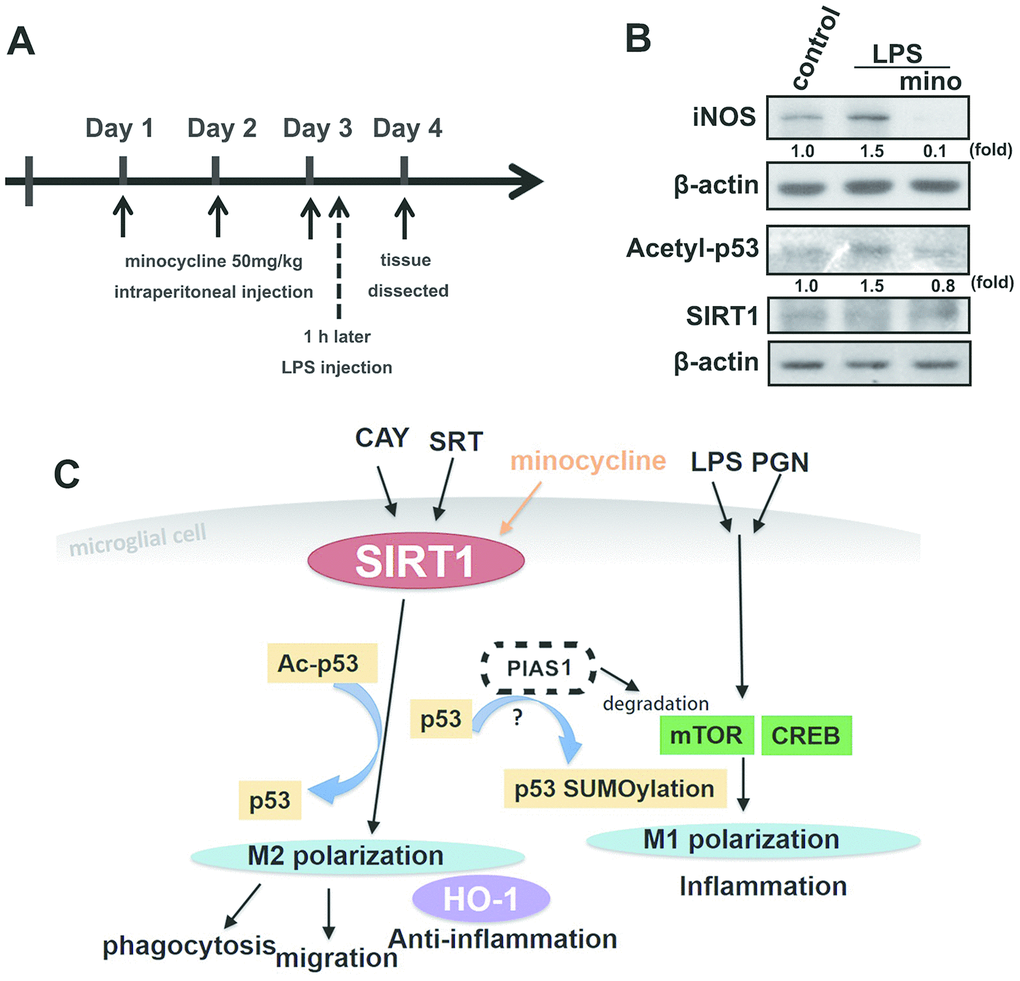 The protective effect of minocycline prevents LPS-induced acetylation of p53 in a mouse model. (A) Schematic representation of the protocol for minocycline and LPS administration. Mice were treated with either minocycline (50 mg·kg−1) or vehicle, once daily for three consecutive days, before a single intraperitoneal injection of LPS (20 mg·kg−1). LPS was administered to mice on the third day 1 h after minocycline administration. (B) The mice were sacrificed, and their brain cortex were dissected 1 day after LPS injection and analyzed by western blot to assess the presence of the indicated proteins. (C) The schema of the regulatory mechanism of minocycline on SIRT1 and p53 in microglial polarizations.