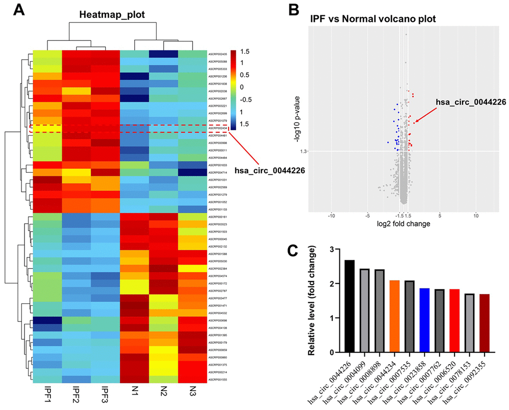 Identification of DEcircRNAs in IPF. (A) Heat map showing the circRNA expression pattern tissues from IPF patients (IPF group) and healthy controls (N group). (B) Volcano plot of DEcircRNAs in GSE102660. The red dots represent the upregulated circRNAs and blue dots represent the upregulated circRNAs. (C) The top 10 upregulated DEcircRNAs from IPF tissues and healthy tissues were identified using R language.