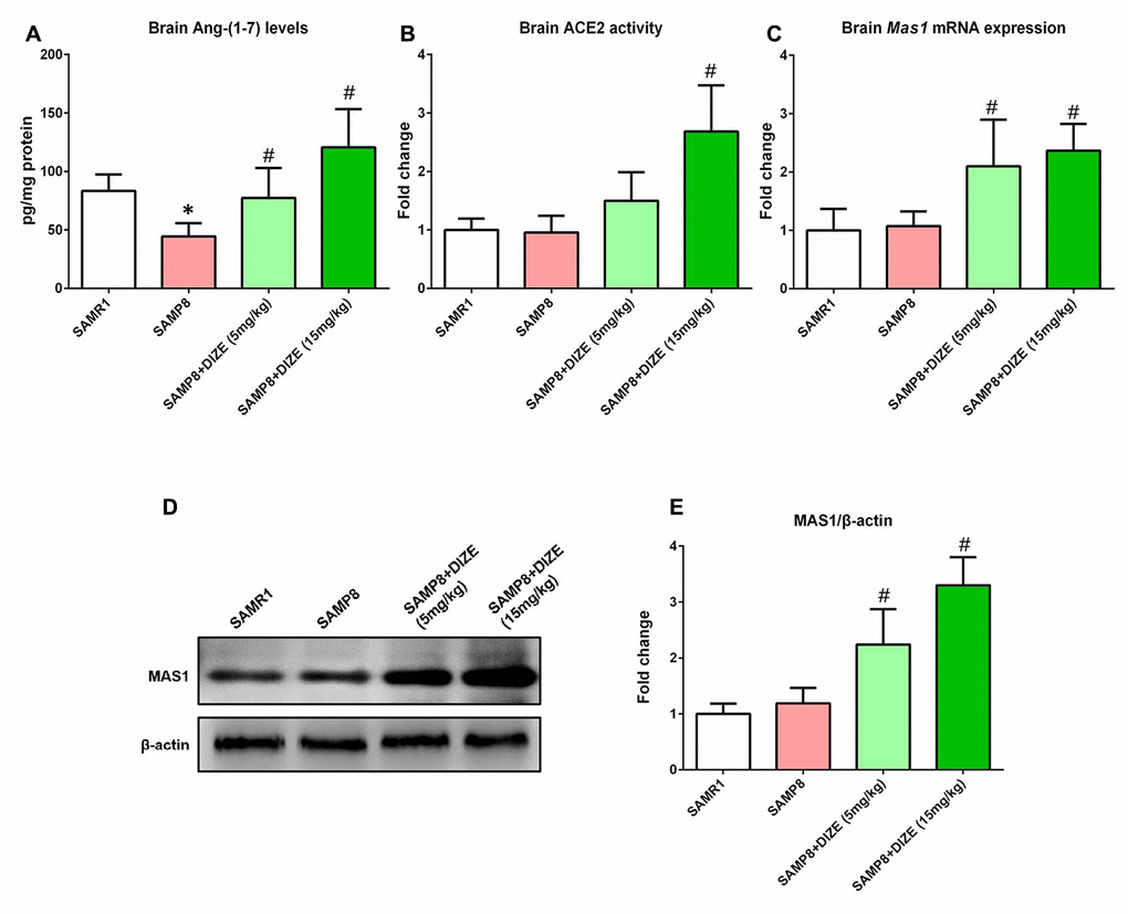 DIZE activated ACE2/Ang-(1-7)/MAS1 axis in the brain of SAMP8 mice. (A) The Ang- (1-7) levels in mice brain were detected by ELISA. (B) The activity of ACE2 in mice brain was assessed using a specific detection kit (#AS-72086, AnaSpec, Inc., Fremont, CA, USA) with Mc-Ala/Dnp fluorescence resonance energy transfer peptides as described. The fluorescence of Mc-Ala was monitored at excitation/emission 330 nm/390 nm. The specificity was confirmed using a specific ACE2 inhibitor DX600. (C) The Mas1 mRNA levels in mice brain were evaluated by qRT-PCR, and Gapdh was used as an internal control. (D) The protein levels of MAS1 in mice brain were detected by western blot. β-actin was used as a loading control. (E) Quantitative analysis of MAS1 protein levels. Data from panel B, C and E were expressed as a fold change relative to the vehicle-treated age-matched SAMR1 control mice. All data were analyzed by one-way ANOVA followed by Tukey’s post hoc test. Columns represent mean ± SD (n=8 per group). *PP