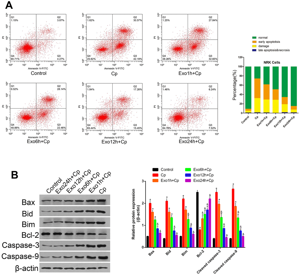 Effect of different groups on NRK apoptosis. (A) Apoptosis was tested by Annexin V-FITC/PI staining method. (B) The protein levels of Bax, Bid, Bim, Bcl-2, cleaved caspase-3, and cleaved caspase-9 were measured by Western blot, and analyzed by ImageJ. * P