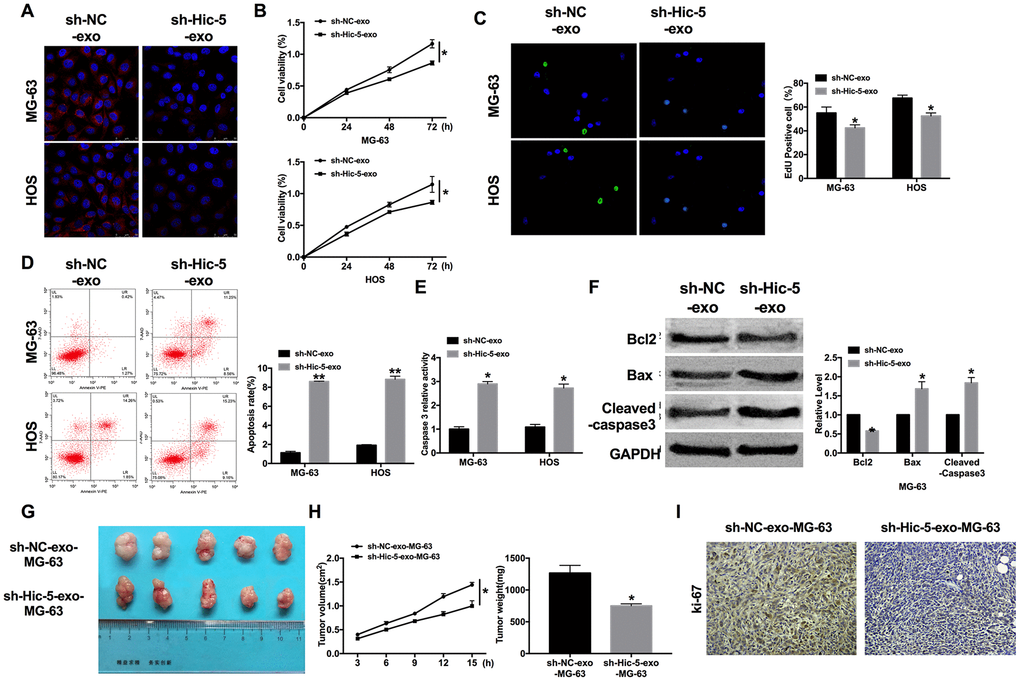 Exosomal-Hic-5 effected the proliferation and apoptosis of OS. (A) Immunofluorescence assays was performed to detect co-cultured results in OS cells. (B) MTT assay was performed to detected cell viability in co-cultured OS cells. n=10, *PC) The proliferation ability of co-cultured OS cells was measured by Edu assay. (green, Edu+, blue, DAPI). n=6, *PD) The apoptosis rate was detected by flow cytometry. n=5, *PE) The caspase3 activity was assessed in co-cultured OS cells. n=6, *PF) The apoptosis-associated protein (Bcl2, Bax and Cleaved-caspase3) level was detected by western blot. n=6, *PG) The size of exosomes co-cultured MG-63 xenograft tumors in nude mice. (H) The tumor volume and weights of removed tumor were calculated. n=15, *PI) Representative Ki-67 staining of tumor sections in different group.