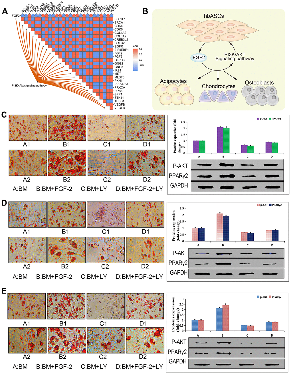 Promotion of adipogenic differentiation by FGF2 via the PI3K/Akt signaling pathway in vitro. (A) Correlation analysis plot of the FGF2-PI3K/Akt signaling pathway. (B) Potential mechanism by which this pathway enhances proliferation and differentiation of hbASCs. (C) Oil Red O staining of hbASCs showing that FGF2 promoted adipogenic differentiation. (D) Oil Red O staining of htASCs showing that FGF2 promoted adipogenic differentiation. (E) Oil Red O staining of haASCs showing that FGF2 promoted adipogenic differentiation. Akt and PPARγ2 levels were significantly higher in group B than in groups A, C, or D, based on western blot. LY294002 suppressed adipogenic differentiation of htASCs, haASCs, and hbASCs based on Oil Red O staining, while down-regulating Akt and PPARγ2 based on western blotting. *PA) basic adipogenic induction medium (BM); (B) BM+FGF2 (0.1 μg/mL); (C) BM+LY294002; (D) BM+FGF2 (0.1 μg/mL)+LY294002. Magnification of panels A1-D1, 200×. Magnification of panels A2-D2, 400×.