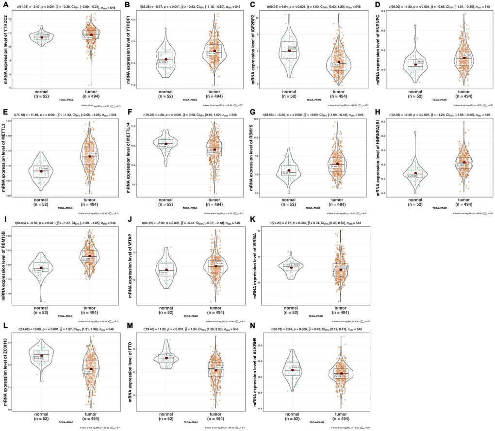 The mRNA expression of m6A methylation regulators in normal versus tumor samples of prostate cancer respectively. (A) YTHDC2; (B) YTHDF1; (C) IGF2BP2; (D) HNRNPC; (E) METTL3; (F) METTL14; (G) RBM15; (H) HNRNPA2B1; (I) RBM15B; (J) WTAP; (K) VIRMA; (L) ZC3H13; (M) FTO; (N) ALKBH5