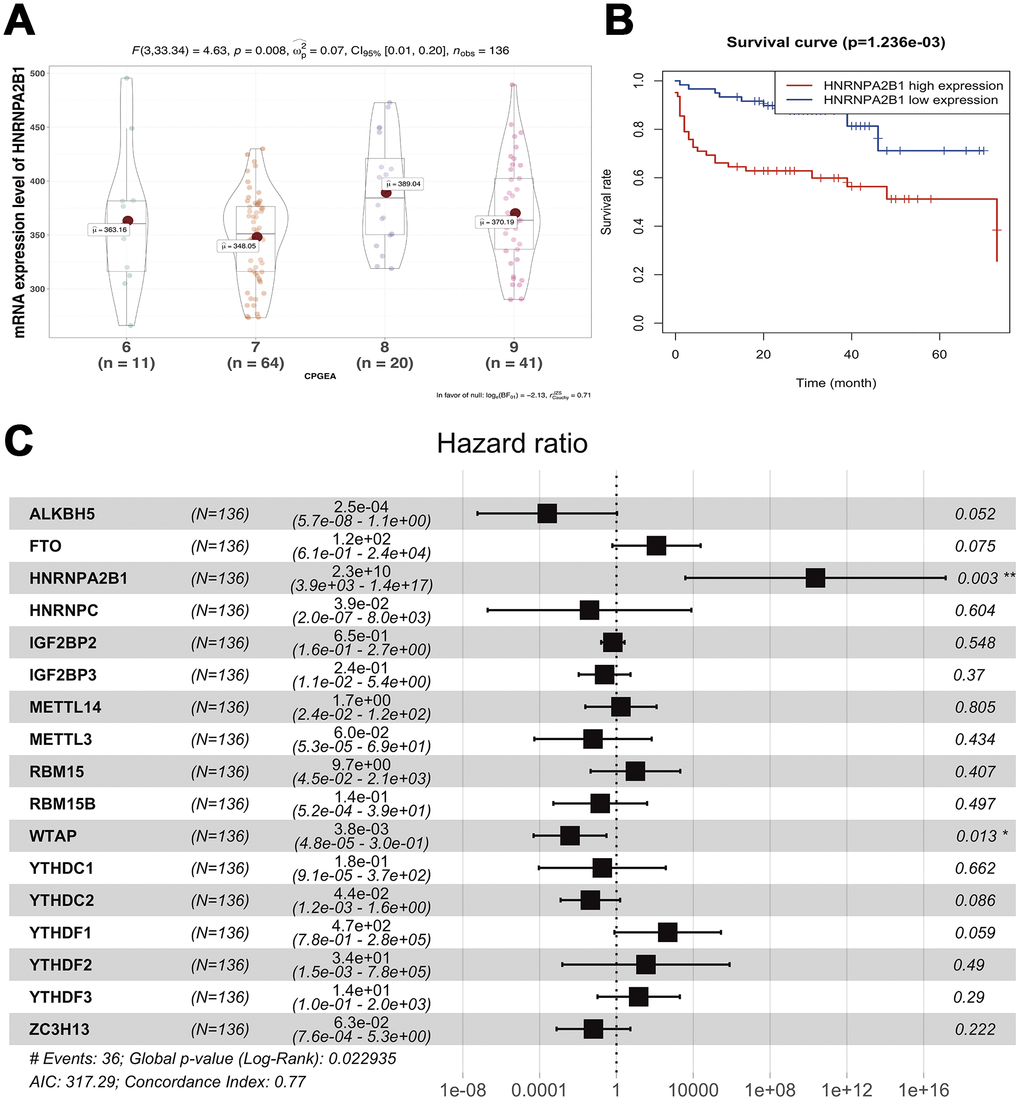 Survival analysis of expression of m6A methylation regulators. (A) correlation between expression of HNRNPA2B1 and GS; (B) Univariable cox regression analysis of HNRNPA2B1; (C) Multivariable cox regression analysis of all m6a methylation regulators.