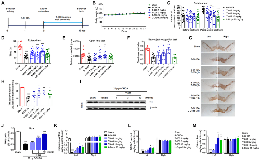 T-006 improves motor behavior and prevents dopaminergic neurodegeneration in rats subjected to 6-OHDA. (A) Schedule for T-006 treatment of a progressive 6-OHDA rat PD model. (B) The changes of body weight in different groups (n=12-16 per group). (C) Turns initiated by apomorphine-induced 6-OHDA rats. (D) Time spent on the rotarod. (E) Distance travelled (cm) in open field. (F) Discrimination index in new objective test. (G) Immunohistochemistry for TH in SN. (H) Stereological counting of TH-positive DA neurons from SN. (I) Representative Western blots illustrating the expression of TH in SN. (J) Densitometric analysis of TH/β-actin of treatment with T-006 at the indicated concentrations in SN. (K–M) Striatal dopamine and its metabolites DOPAC and HVA were analyzed by electrochemical HPLC with 6 to 8 mice per group. The results are shown as the mean±SEM. #P##P###P*P**P***P