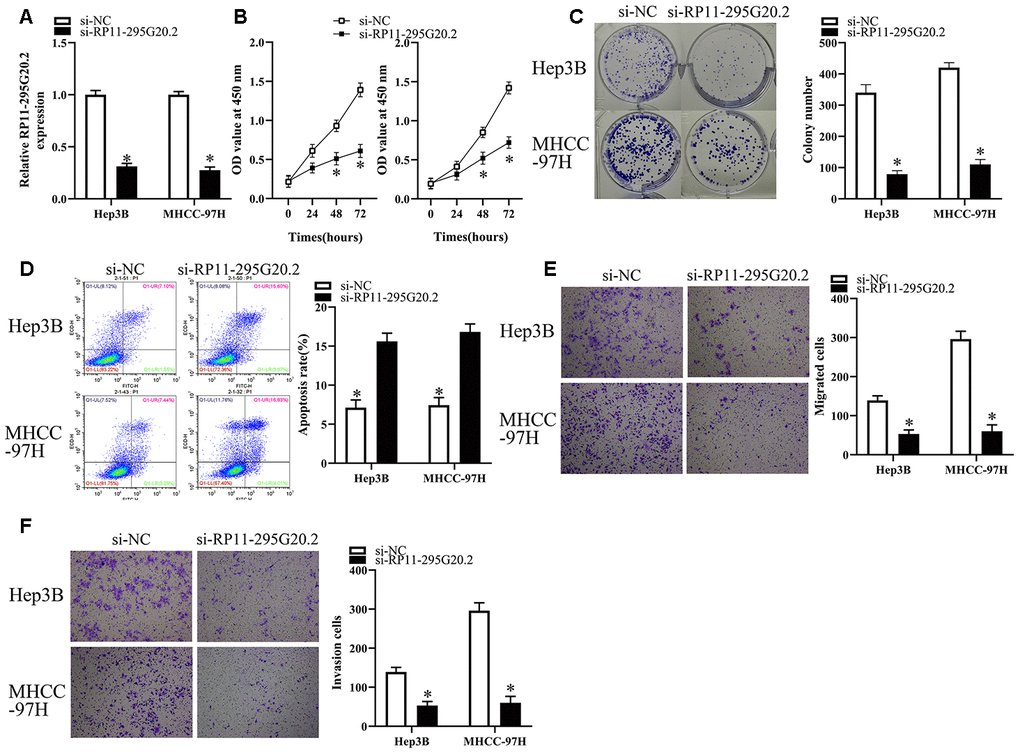 RP11-295G20.2 knockdown inhibits the growth, migration and invasion of HCC cells. (A) RT-qPCR results indicated RP11-295G20.2 was successfully silenced in Hep3B and MHCC-97H cells, *P B) and colony formation assays (C) in Hep3B and MHCC-97H cells, *P D) The cell apoptosis assay showed that the RP11-295G20.2 knockdown markedly increase apoptosis in Hep3B and MHCC-97H cells, *P E) and invasion assays (F) were performed to determine the effect of RP11-295G20.2 knockdown on the migration and invasion of Hep3B and MHCC-97H cells, *P 