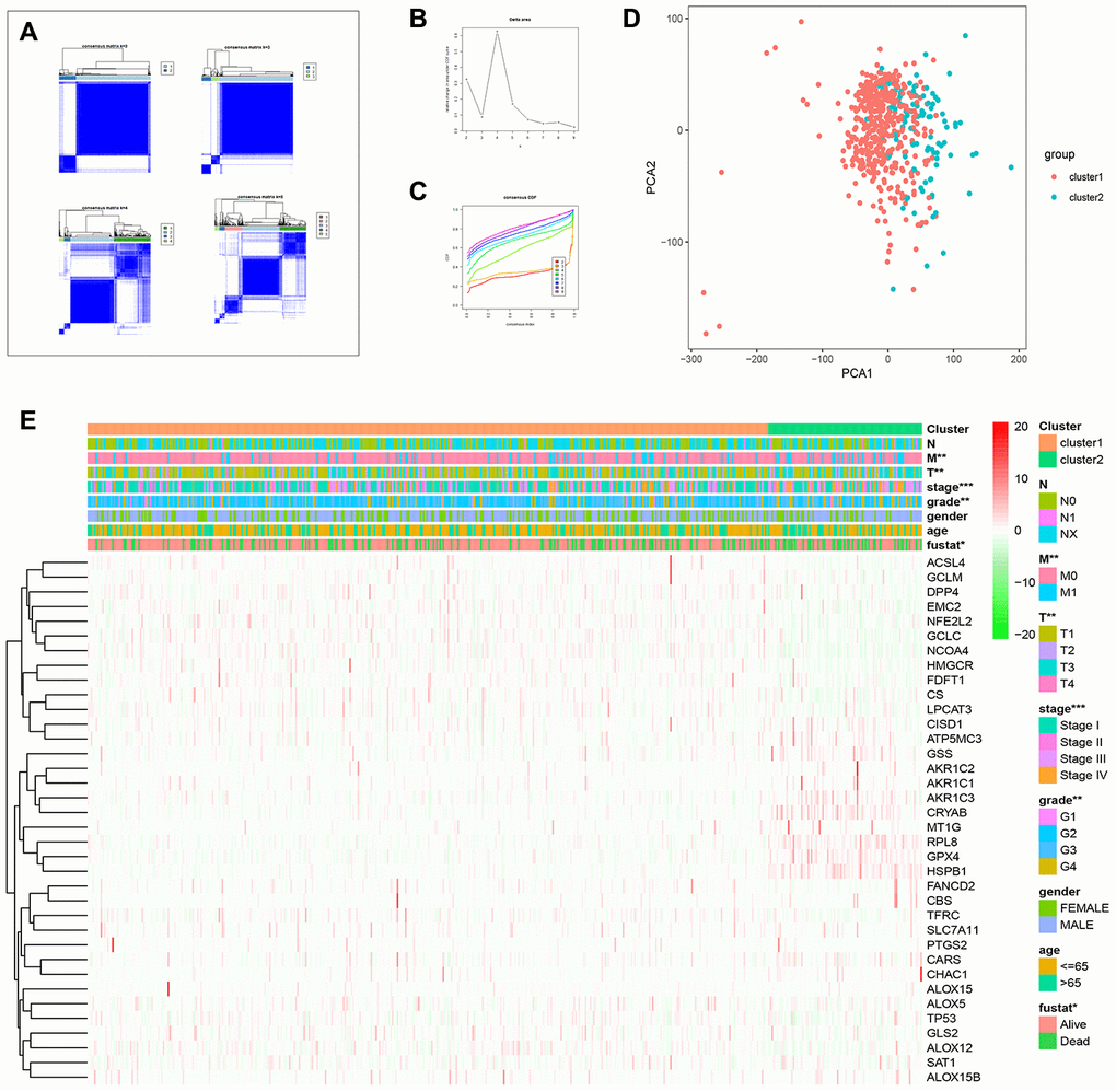 Consensus clustering analysis of FRGs in ccRCC. (A) The heat maps show the consensus clustering matrix for FRGs in the ccRCC dataset for k = 2, 3, 4 and 5. The optimal clustering is represented by k=2. (B) The cumulative distribution function (CDF) plot of consensus clustering matrix for k=2–9 is shown. (C) The consensus CDF plots show the cumulative distributive functions of the consensus matrix for k values (indicated by different colors) between 2 and 9. (D) Principal component analysis (PCA) of FRGs mRNA expression profiles of the ccRCC patients in the TCGA dataset demonstrates two patient clusters, cluster1 (in red) and cluster2 (in blue). (E) Heatmap shows the correlation between the expression of FRGs and the clinicopathological features of the two ccRCC patient clusters, cluster 1 (orange) and cluster 2 (green). The color codes for different clinicopathological parameters are as indicated. The expression of FRGs is also indicated by a color code bar, where red refers to high expression or upregulation and green refers to low expression or downregulation.