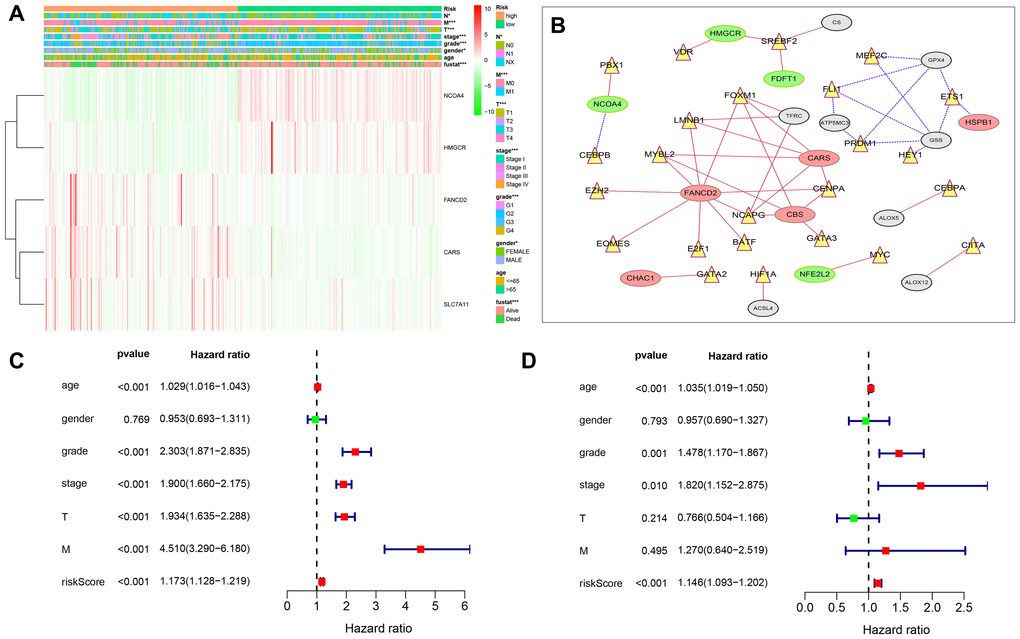 Relationship between the risk score, clinicopathological features. (A) The heatmap shows the profiles of the expression of survival model FRGs and clinicopathological features in low- and high-risk ccRCC patients. (B) Diagrammatic representation shows the regulatory relationship between transcription factors and FRGs. The red lines represent positive regulation, the blue lines represent reverse regulation, the yellow triangle represents transcription factors, the red oval represents up-regulated FRGs, the green oval represents down-regulated FRGs, and gray represents statistically insignificant ERGs. (C) Univariate Cox regression analyses results show the association between clinicopathological parameters such as age, gender, grade, tumor size (T), tumor node (N), tumor metastasis (M), and risk score of the new survival model with the OS of ccRCC patients. (D) Multivariate Cox regression analyses results show the association between clinicopathological parameters such as age, gender, grade, tumor size (T), tumor node (N), tumor metastasis (M), and risk score of the new survival model with the OS of ccRCC patients. *P 