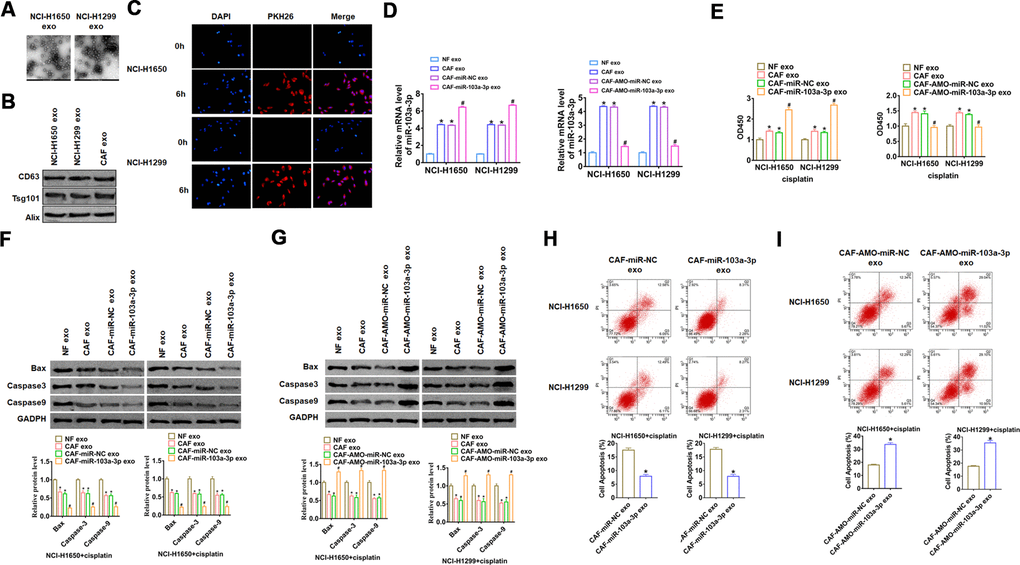 CAFs secreted exo-miR-103a-3p to suppress apoptosis of NSCLC cells. (A) TEM images of exosomes isolated from NSCLC cell lines NCI-H1650 and NCI-H1299. (B) Western blot for CD63, Alix, and Tsg101 in exosomes from NCI-H1650 and NCI-H1299 cells. (C) Immunofluorescence staining of PKH-26 labelled CAF exosomes in NCI-H1650 and NCI-H1299 cells. DAPI indicates nucleus. Exosomes from NFs and CAFs transfected miR-103a-3p or AMO-miR-103a-3p or its NC were isolated, then NCI-H1650 and NCI-H1299 cells were incubated with NF or CAF exosomes. (D) qRT-PCR analyzed the expression of miR-103a-3p NCI-H1650 and NCI-H1299 cells. (E) CCK8 was used to test viability of NCI-H1650 and NCI-H1299 cells. (F, G) The expressions of apoptosis related protein Bax, Caspase3 and Caspase9 were analyzed by western bolt. (H, I) The number of apoptotic cells was calculated by flow cytometry. *p# p