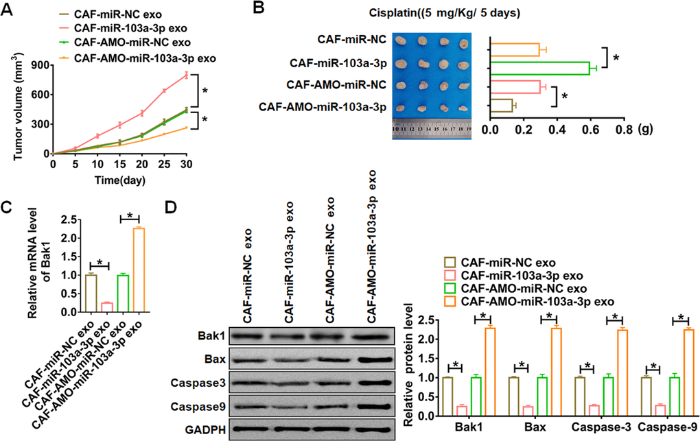 In vivo role of exo-miR-103a-3p in regulating apoptosis and chemo-sensitivity of NSCLC tumors. The nude mice were injected NCI-H1650 cells transfected with or without a mixture of CAFs transfected with miR-103a-3p or AMO-miR-103a-3p or NC. These mice were then injected with either cisplatin (5 mg/Kg/ 5 days) or saline after 7days of cells injection. (A) Alterations of tumor diameters in each group. (B) Weight measurements of the tumors. (C) qRT-PCR analyzed Bak1 mRNA levels in tumors. (D) The protein expression of Bak1 and apoptosis related protein Bax, Caspase3 and Caspase9 were analyzed by western bolt. *p