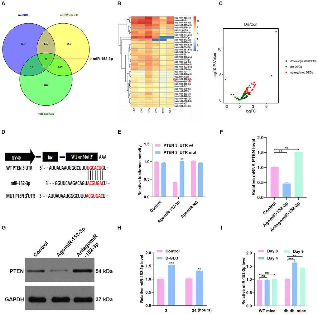 miR-152-3p acts as a potential upstream mechanism of PTEN. (A–C) The potential upstream miRNAs of PTEN were identified using online predicting tools and bioinformatics analysis. (D–E) Results of luciferase assays for miR-152-3p and PTEN. (F–G) The PTEN level in the different groups was measured by qRT-PCR and WB analyses. (H) miR-152-3p level was determined in HUVECs treated with D-glucose via qRT-PCR analysis. (I) miR-152-3p expression was significantly increased at 3 and 7 days after wounding in diabetic mice compared with nondiabetic mice. Data are the mean ± SD of the three independent experiments. *P 