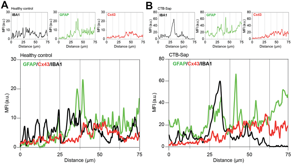 Cx43-based channels profile in microglial/astroglial milieu in motoneuron-depleted spinal cord. Profile plot of MFI of IBA1 (black plot), GFAP (green plot), and Cx43 (red plot) and plots overlay (bottom panel) in Rexed lamina IX of healthy control (A) and CTB-Sap lesioned mice (B); data are MFI arbitrary units (a.u.) of spinal confocal acquisitions.