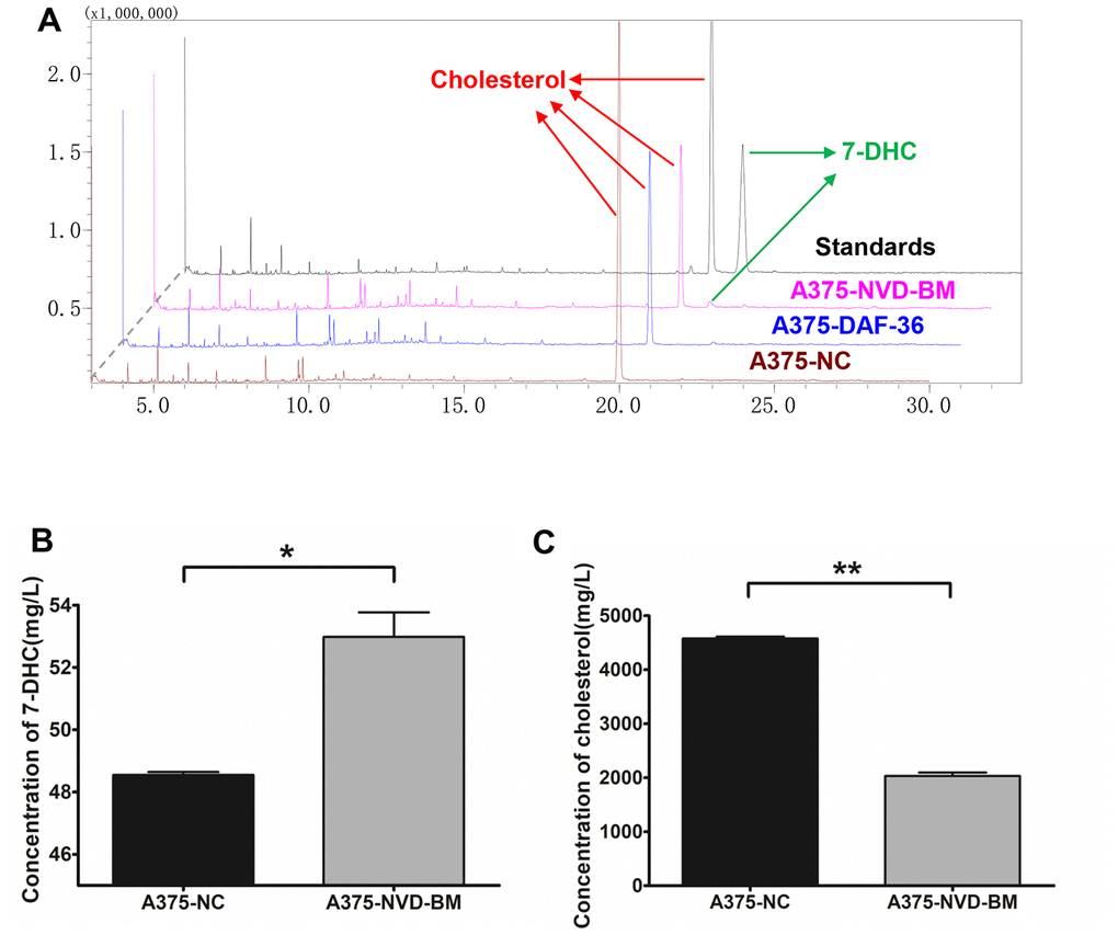 Heterogeneous cholesterol 7-desaturase NVD-BM converts cholesterol to 7-DHC. (A) GC/MS analysis of 7-DHC and cholesterol levels in A375 cells, transfected with NVD-BM and DAF-36, when compared with the negative control pCDH (NC), using 7-DHC and cholesterol standard curves. (B) 7-DHC concentrations in A375 cells, transfected with NVD-BM versus NC. (C) Cholesterol concentrations in A375 cells, transfected with NVD-BM versus NC. (*p 