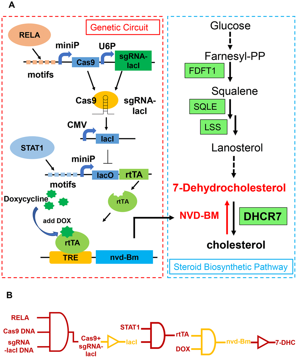 Schematic of a genetic circuit in melanoma. (A) A gene circuit, with four modules was activated by two up-regulated transcription factors (RELA and STAT1), to express cholesterol 7-desaturase NVD-BM, and directly catalyzing cholesterol to 7-DHC, to repress melanoma growth and migration. (B) Gene circuit diagram constructed in melanoma cells based on CRISPR/Cas9 and Tet-ON systems.