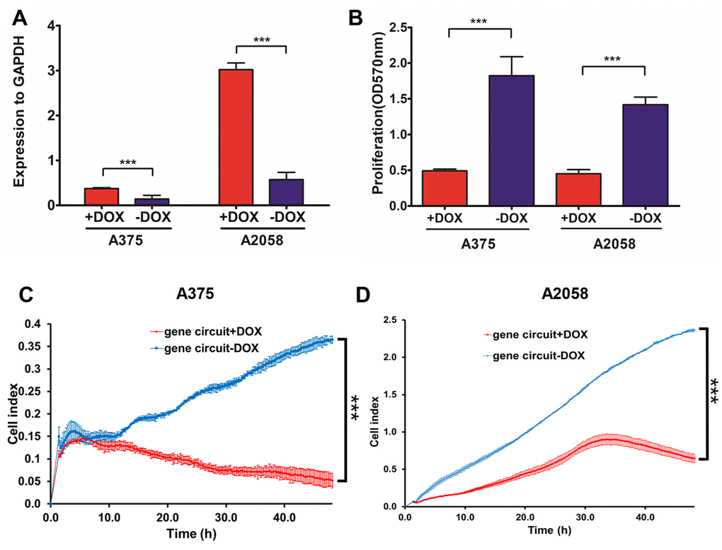 The activated genetic circuit inhibits melanoma cell growth and migration. (A) A375 and A2058 cells were co-transfected with genetic circuit plasmids. The relative expression of the reporter gene NVD-BM compared to GAPDH, was quantified by qRT-PCR. (B) A375 and A2058 cell proliferation was assessed after treatment with and without doxycycline for 48 h. (C, D) The migration rates of 6×104 A375 cells transfected with genetic circuit plasmids (± doxycycline) were assessed over 36 h by RTCA assay. (***p 