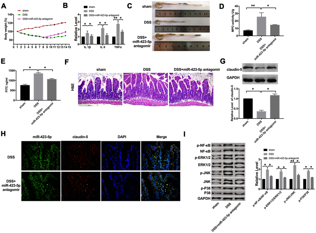 The effect of miR-423-5p in DSS mice. (A) Changes in body weight in different groups of mice. n=10. (B) The mRNA level of IL1β, IL6, and TNFα in plasma. n=5. (C) The length of the colon in different groups of mice. (D) MPO activity detection in different groups of mice. n=4. (E) Serum FITC- dextran was used as a monitoring index of intestinal permeability. n=5. (F) Representative images of H&E staining. (G) The expression of claudin-5 in different groups. n=4. (H) Representative images of immunofluorescence staining with claudin-5. (I) The protein level of NF-κB/MAPKs/JNK signaling pathway components in different groups. n=5. *P P 