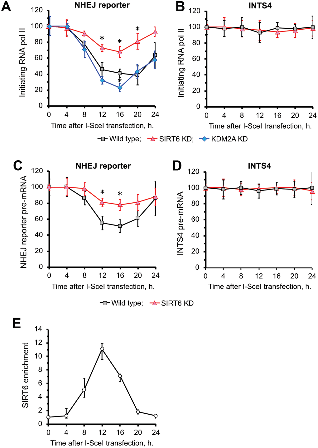 SIRT6 is required for inhibition of transcription upon induction of DNA DSB. (A) SIRT6 is required for RNA Pol II displacement upon DSB. Time course ChIP analysis of initiating (S5 phosphorylated) RNA Pol II levels on the TSS region of the GFP in NHEJ reporter upon DSB induction. (B) Time course ChIP analysis of initiating RNA Pol II levels on the TSS region of INTS4 gene, which does not undergo a DSB (negative control to A). (C) qRT-PCR analysis of GFP premature RNA expression at different time points after transfection with I-SceI vector. (D) qRT-PCR analysis of INTS4 premature RNA expression (control for C). (E) SIRT6 recruitment to DSB peaks within 12 h post DSB induction. Chromatin IP of endogenous SIRT6 in skin fibroblasts. Chromatin samples were analyzed by qPCR using primers flanking I-SceI cut sites with antibodies against SIRT6 or IgG. The positions of primers in NHEJ reporter and INTS4 gene are shown in Figures 2A and Supplementary Figure 2. The experiments were repeated three times. *p 