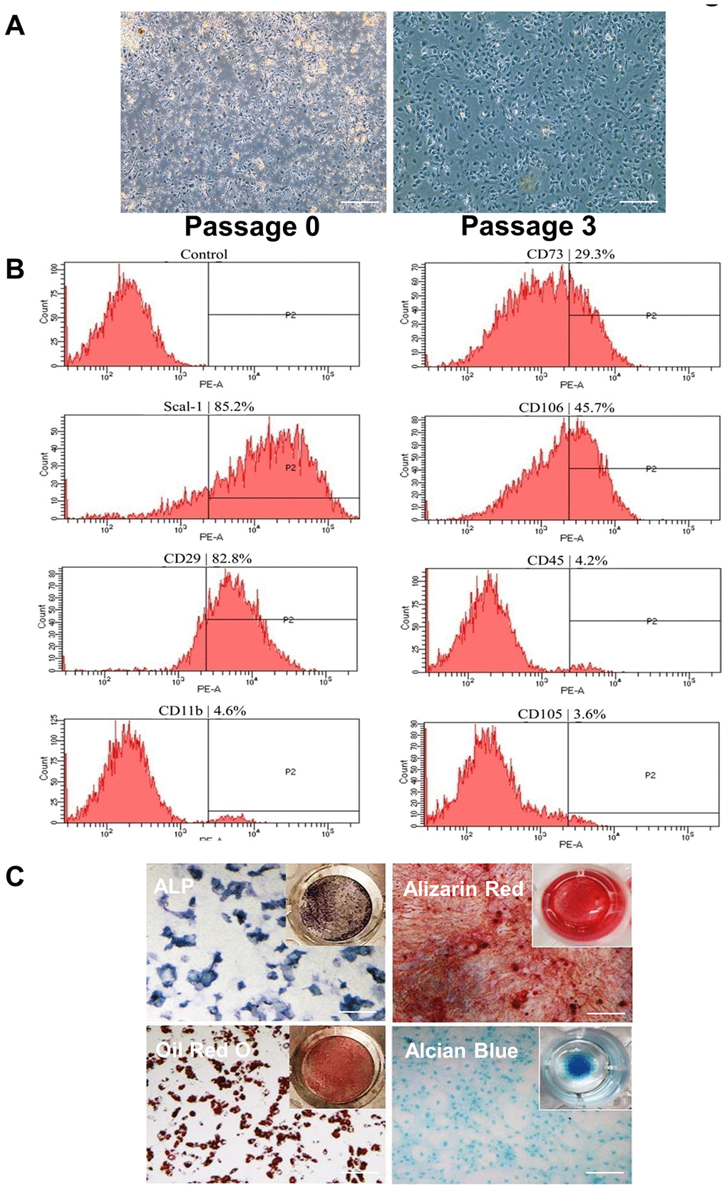 Isolation and identification of BMSCs by phenotypic characterization and multipotent differentiation potential. (A) Cells were isolated from the femurs and tibias of 3- to 4-week-old mice shown at P0 and P3. Cells are attached at P3. Scale Bar=200μm. (B) Flow cytometric analysis of cell surface markers on isolated BMSCs indicates Scal-1+ CD29+ CD11b- CD45- CD105-. (C) Differentiation capacity of BMSCs: ALP staining of cells cultured in osteogenic induction medium for 7 days (upper-left image); alizarin red staining of cells cultured in osteogenic induction medium for 21 days (upper-right image); oil red O staining of cells cultured in adipogenic induction medium for 7 days (lower-left image); and alcian blue staining of cells cultured in chondrogenic induction medium for 14 days (lower-right image). P0, passage 0; P2, passage 2; P3, passage 3. Scale Bar=200μm.