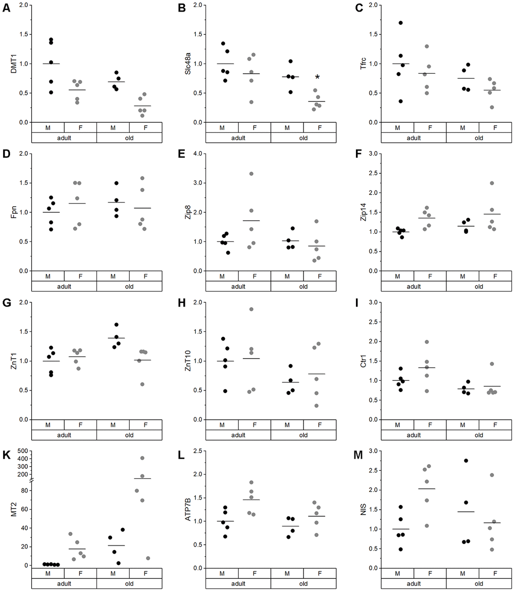 Expression analysis of various TE-related genes in liver. Relative expression levels of TE-related genes in the liver of adult (24 weeks) and old (109-114 weeks) male and female mice (n = 4-5) fed with a chow diet ad libitum. Expression levels were normalized by a composite factor based on the house-keeping genes Hprt and Rpl13a. Finally, variances are expressed as fold change compared to adult males (mean adult males = 1). Statistical testing based on Two-Way ANOVA and post hoc analysis using Bonferroni’s test with * p 
