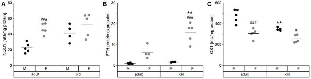 Activity and expression levels of Nrf2 target genes. The enzyme activities of the Nrf2 targets NQO1 (A) and total GST (C) were determined by activity assays, whereas the relative protein levels of FTH (B) normalized to the house-keeping gene GAPDH were analyzed by Western blot in liver tissue of adult (24 weeks) and old (109-114 weeks) male and female mice (n = 4-5). Statistical testing based on Two-Way ANOVA and post hoc analysis using Bonferroni’s test with ** p # p ### p 