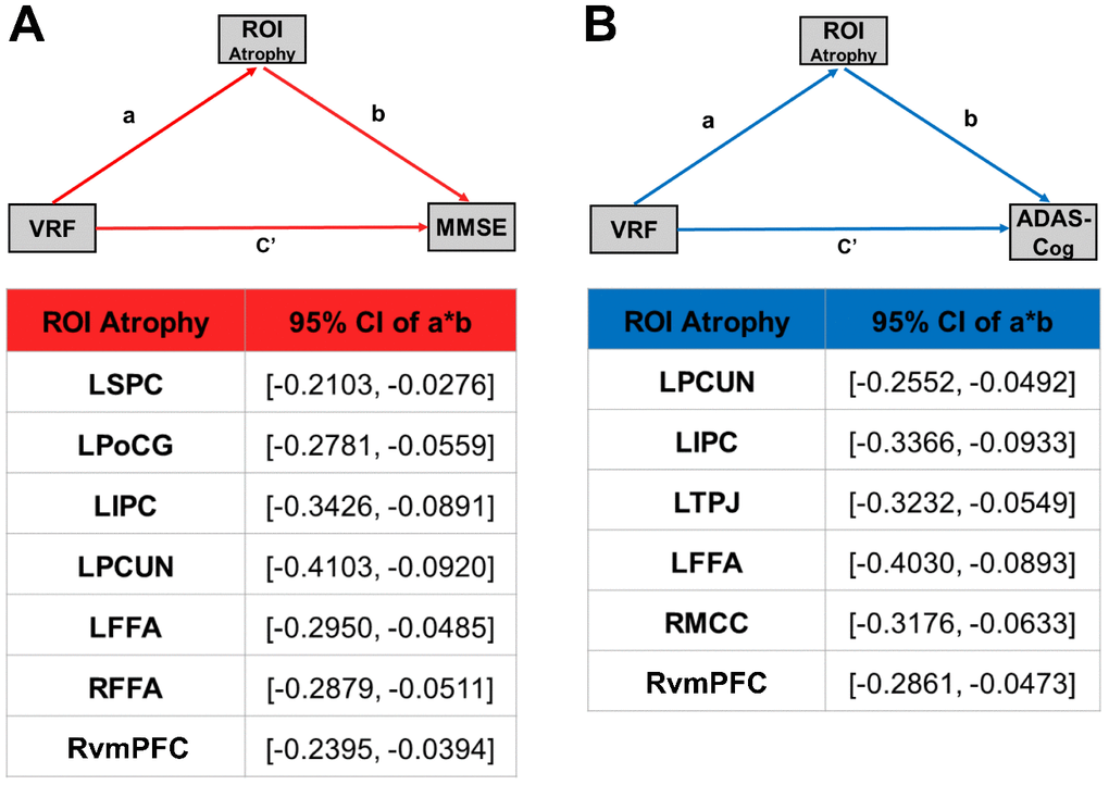 Cortical atrophy mediates the association between VRFs and cognitive function in the AD spectrum population. (A) Mediation effect of cortical atrophy linking the VRFs and MMSE in AD spectrum population. (B) Mediation effect of cortical atrophy linking the VRFs and ADAS-Cog in the AD spectrum population. All of the mediation effects and significance are computed by bootstrap sampling with 10,000 iterations. Effect sizes and 95% confidence intervals are displayed for each ROI. Abbreviations: LSPC, left superior parietal cortex; LPoCG, left postcentral gyrus; LIPC, left inferior parietal cortex; LPCUN, left precuneus; LFFA, left fusiform face area; RvmPFC, right ventromedial prefrontal cortex; RFFA, right fusiform face area; LTPJ, left temporoparietal junction; RMCC, right middle cingulate cortex; MMSE, Mini-Mental State Examination; ADAS-Cog, Alzheimer's Disease Assessment Scale-Cognitive Subscale; GMV, gray matter volume; VRF scores, vascular risk factor scores; ROI, region of interest; a, slope of VRF→ atrophy; b, slope of atrophy→ MMSE or ADAS-Cog; c', slope of VRF→ MMSE or ADAS-Cog; a*b, the strength of the mediation pathway.