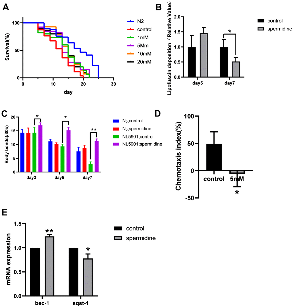 Effect of spermidine on NL5901 worms. (A) Effect of different concentrations of spermidine treatment on survival curves of NL5901 worms, n=79-100. (B) Effect of 5mM spermidine treatment on the level of α-synuclein of NL5901 worms, n=14-18. (C) Effect of 5mM spermidine treatment on locomotor capacity of N2 and NL5901 worms, n=20. (D) Effect of 5mM spermidine treatment on chemotaxis memory of NL5901 worms, n=3. (E) Effect of 5mM spermidine treatment on autophagy-related genes bec-1 and sqst-1 of NL5901 worms, n=3. Data are represented as mean± SD, *P P 