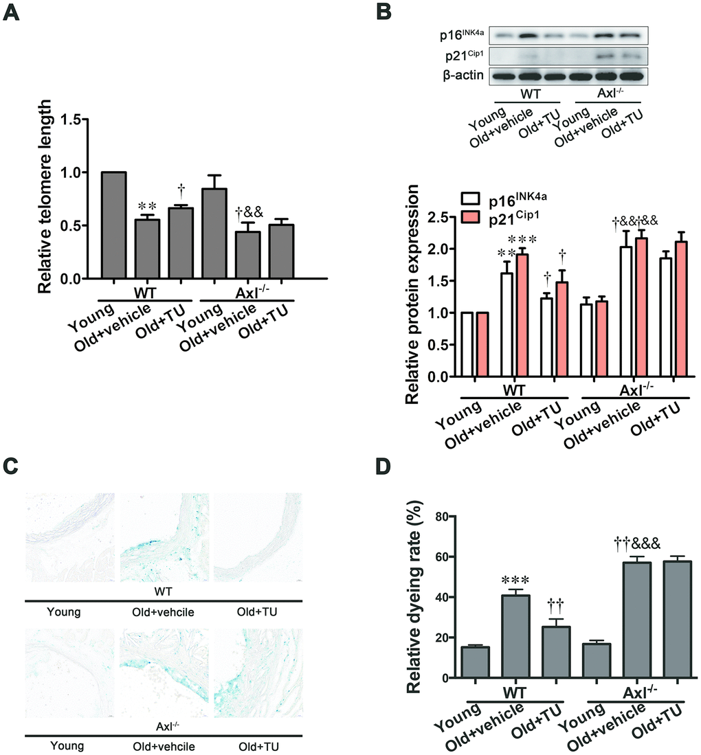 Gas6/Axl was involved in the anti-senescence effect of testosterone on vascular cell senescence. (A) The relative telomere length was detected by real-time PCR. (B) Representative Western blot and analysis of p16INK4a and p21Cip1. (C): Representative b-galactosidase staining with the descending aorta from the mouse (scale bar: 20μm). (D): Analysis of the relative dyeing rate. Data are mean ± SD; **P ***P vs. WT young group; †P ††P vs. WT old group; &&P &&&P vs. Axl-/- young group; A-B: n = 3 for each group, C-D: n = 5 for each group.