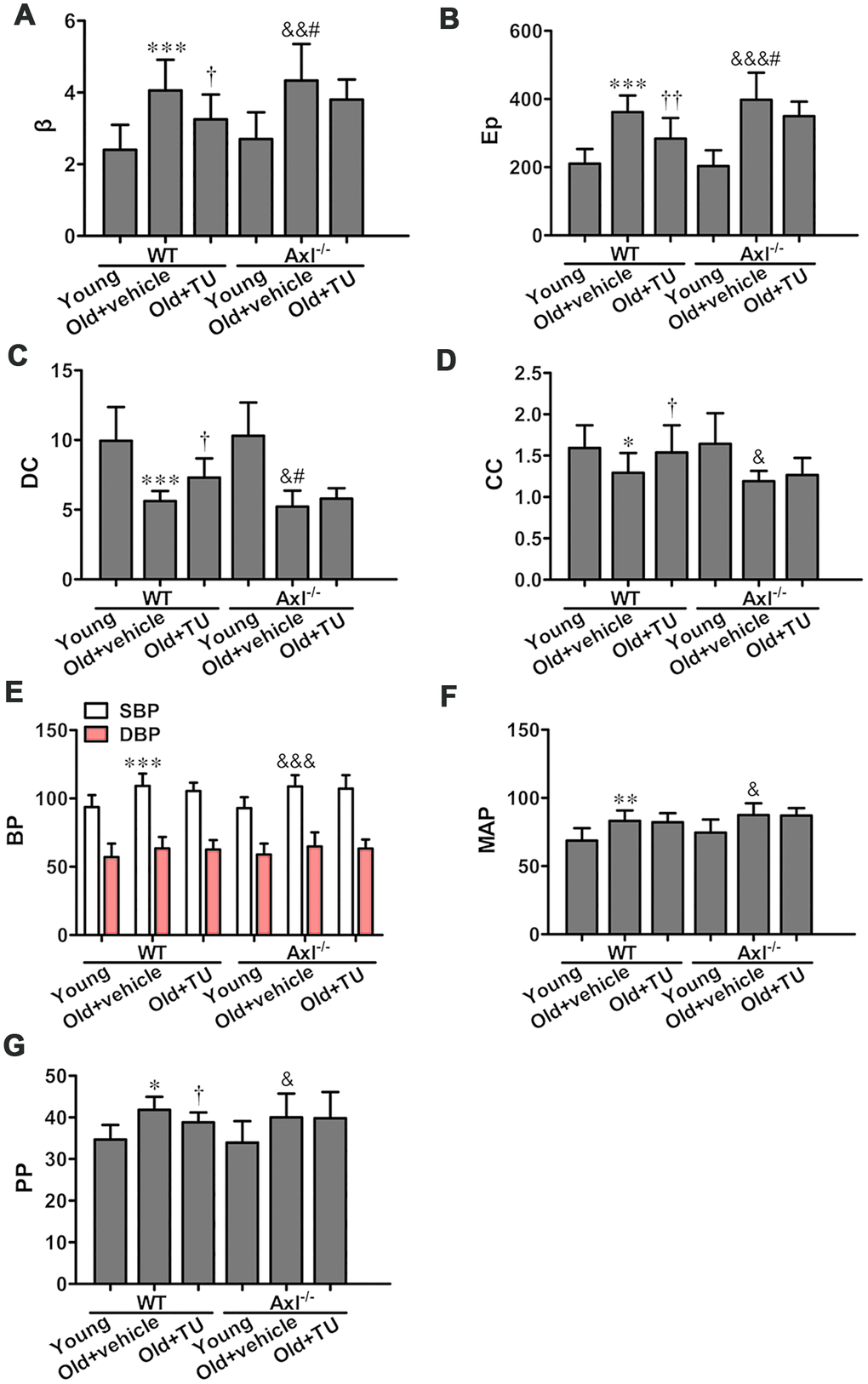 The role of testosterone and Gas6/Axl in vascular stiffness and blood pressure of aging vessel. (A) Stiffness parameter (β). (B) Pressure-strain elastic modulus (Ep). (C) Distensibility coefficient (DC). (D) Compliance coefficient (CC). (E) Systolic pressure (SBP) and diastolic blood pressure (DSP). (F) Mean arterial pressure (MAP). (G) Pulse pressure (PP). Data are mean ± SD; *P **P ***P vs. WT young group; †P ††P vs. WT old group; &P &&P &&&P vs. Axl-/- young group; #Pvs. Axl-/- old group; n = 8 for each group.