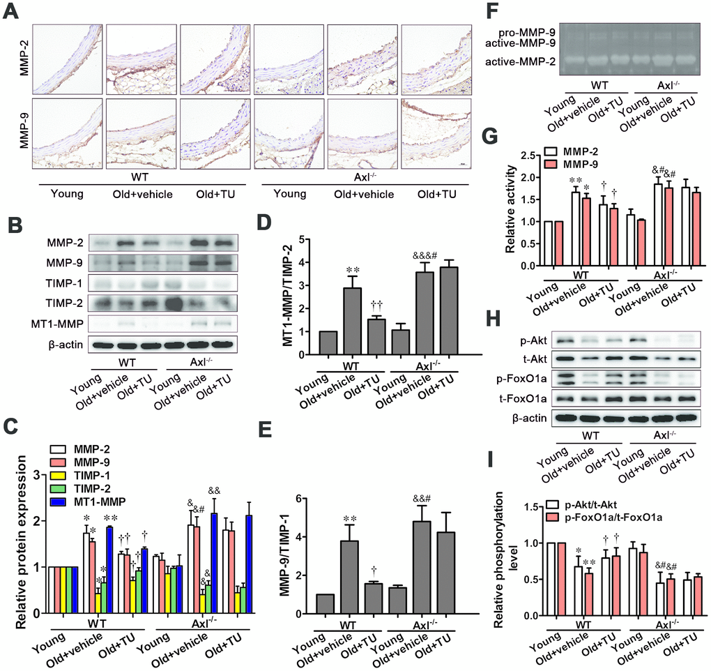 The protective effects of testosterone on vascular aging were attributed to inhibition of MMPs expression and activity through promotion of Akt/FoxO1a phosphorylation. (A) Immunohistochemical staining for MMP-2 and MMP-9 (brown staining considered positive staining; scale bar: 20μm). (B) Representative Western blot of MMP-2, MMP-9, TIMP-1, TIMP-2 and MT1-MMP. (C–E) Western blot analyses of MMP-2, MMP-9, TIMP-1, TIMP-2, MT1-MMP, MT1-MMP/TIMP-2 and MMP-9/TIMP-1. (F) Representative Gelatin Zymography of MMP-2 and MMP-9 activity. (G) Gelatin Zymogrphy analyses of MMP-2 and MMP-9 activity. (H) Representative Western blot of p-Akt, t-Akt, p-FoxO1a and t-FoxO1a. (I) Western blot analyses of p-Akt, t-Akt, p-FoxO1a and t-FoxO1a. Data are mean ± SD; *P **P vs. WT young group; †P ††P vs. WT old group; &P &&P &&&P vs. Axl-/- young group; #Pvs. Axl-/- old group; A: n = 5 for each group, B-H: n = 3 for each group.