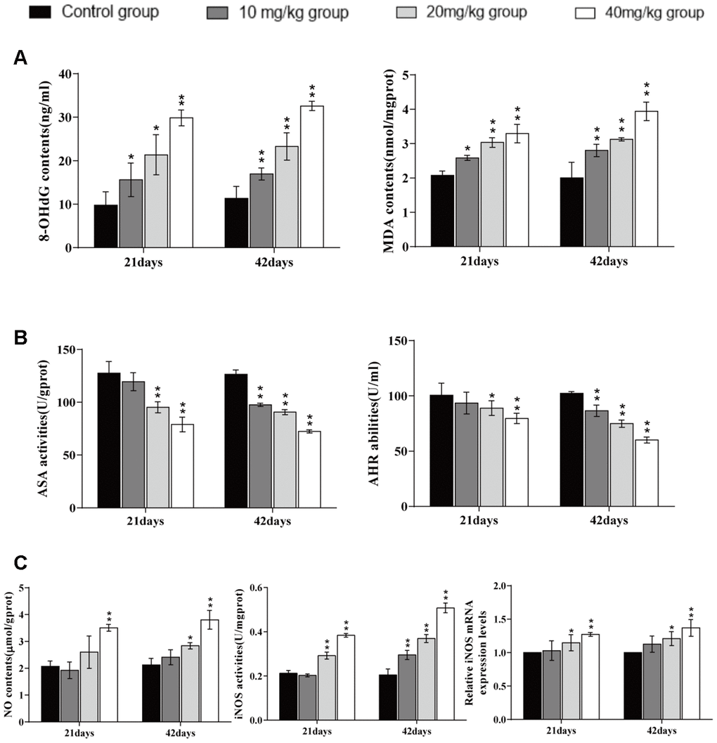 Changes of factors related to ROS production in the lung. (A). 8-OHdG and MDA contents levels in the lung at 21 and 42 days of the experiment. (B) ASA and AHR activities in the lung at 21 and 42 days of the experiment. (C) NO contents, iNOS activities, and mRNA expression in the lung at 21 and 42 days of the experiment. Data are presented with the mean± standard deviation (n=8). *p 