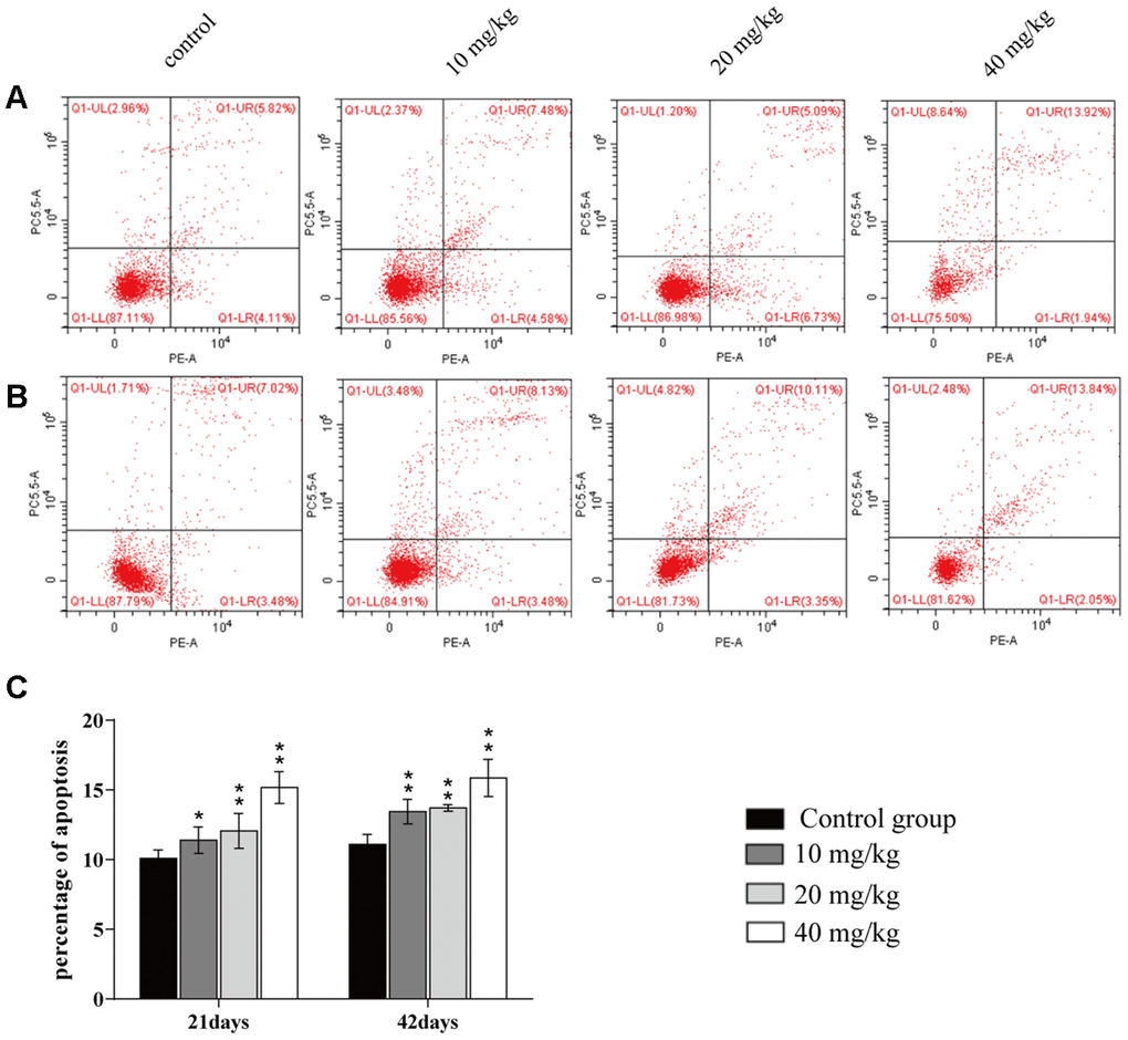 Changes of apoptosis percentages in the lung. (A) Apoptosis in the lung at 21 days of the experiment. (B) Apoptosis in the lung at 42 days. (C) Percentage of apoptosis in the lung. Data are presented with the mean± standard deviation (n=8). *p 