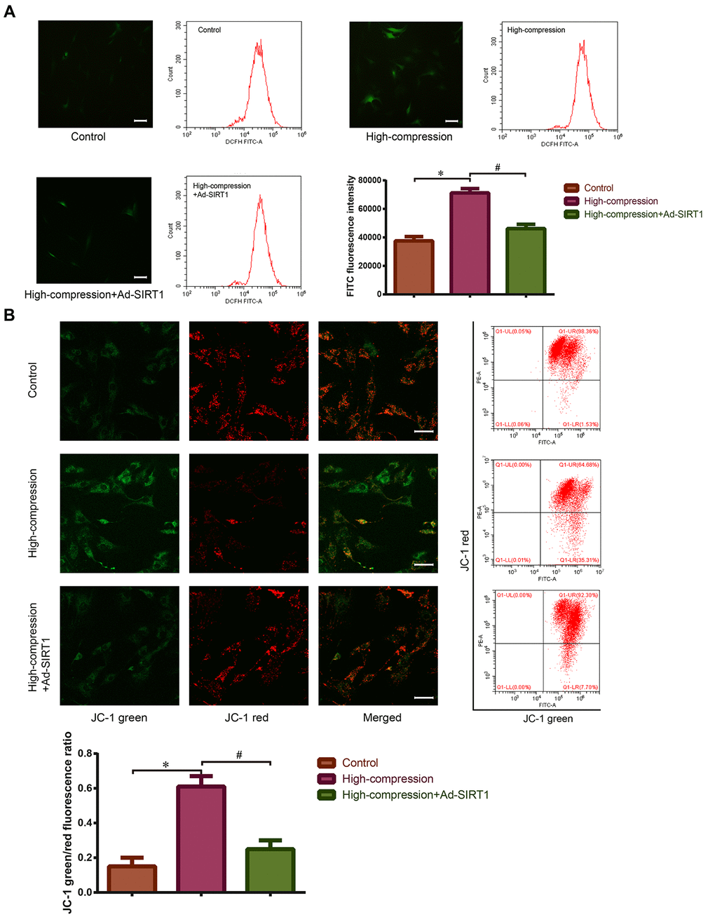 Measurement of ROS content and mitochondrial membrane potential in the NP cells with or without Ad-SIRT1 treatment under high-magnitude compression. (A) After high-compression or high-compression plus Ad-SIRT1 treatment, the ROS level in NP cells was observed and measured by fluorescence microscopy (200×) and flow cytometry following DCFH-DA fluorescent probe staining. (B) The mitochondrial membrane potential of NP cells was observed and measured by fluorescence microscopy (200×) and flow cytometry after JC-1 fluorescent probe staining. The difference in mitochondrial membrane potential is presented by the green/red fluorescence intensity ratio. *P#P