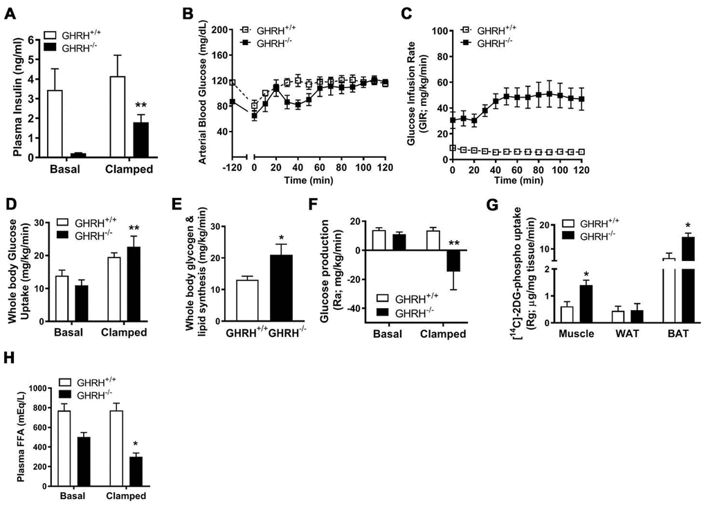 Various metabolic parameters during hyperinsulinemic-euglycemic clamp of GHRH-/- mice. (A) Plasma insulin. (B) Blood glucose. (C) Glucose infusion rate. (D) Whole body glucose uptake. (E) Whole body glycogen and lipid synthesis. (F) Repression of rate of endogenous glucose production. (G) [14C] 2DG uptake into gastrocnemius, epididymal white and brown adipose tissue. (H) Plasma free fatty acids. All data were represented as mean ± sem (n = 4-5 mice for each genotype). Statistical analysis was performed by unpaired Student’s t-test, * P ** P D) or versus vehicle within time points (A and E–H).