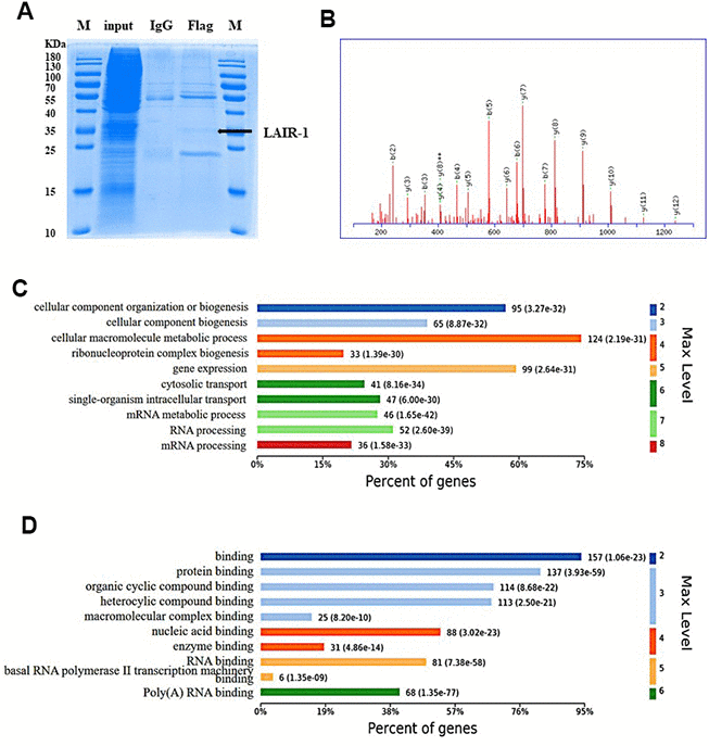 Identification and GO enrichment analysis of LAIR-1 binding proteins. The potential LAIR-1 binding protein was identified using Co-IP assay and mass spectrometry. (A) Coomassie brilliant blue staining of polyacrylamide gels loaded with the Co-IP samples. (B) Mass spectrum of one unique peptide THINIVVIGHVDSGK found in sp|Q05639|EF1A2