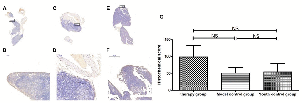 Expression of Sirt3 in the mouse thymus after treatment with mUCMSCs. Note: (A, B) show Sirt3 immunohistochemical staining of the thymus tissue in the treatment group after 1 month of treatment. The levels of Sirt3 were increased to different degrees in the treatment group. (C, D) show Sirt3 immunohistochemical staining of the mouse thymus tissue in the model control group; (E, F) show immunohistochemical staining of thymus Sirt1 in young control mice. (G) shows the difference in Sirt3 expression in mouse thymus tissue between different groups after mUCMSC treatment. All dark brown tissue sections were strongly positive, brownish-yellow staining was moderately positive, light yellow staining was weakly positive, and blue nuclei were negative. *** indicates p  0.05.