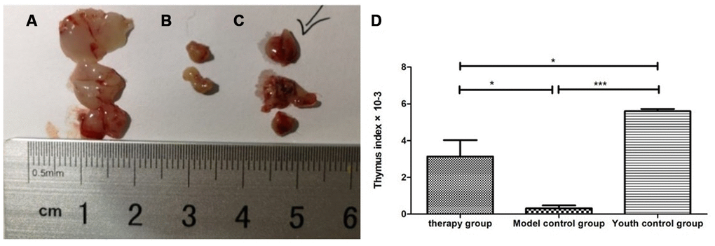 Changes in the thymus index in mice after mUCMSC treatment. (A) Young control group; (B) model control group; (C) treatment group; (D) thymus index after mUCMSC treatment. According to statistical analysis, the mean values of the thymus index in the young group, the treatment group, and the model control group were 5.60 ± 0.21, 3.10 ± 1.54, and 0.47 ± 0.21, respectively.