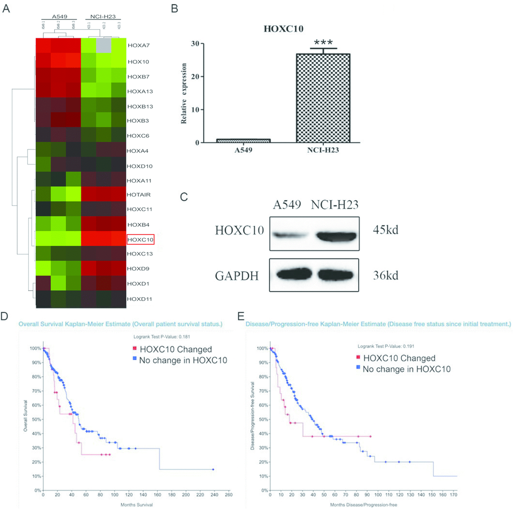 Expression of HOXC10 in lung adenocarcinoma cells. (A) Total cell RNA was extracted from A549 and NCI-H23 cells. The transcriptomes from A549 and NCI-H23 cells were obtained and compared using RNA-SEQ. The differentially expressed HOX genes were illustrated in heatmap. HOXC10 was marked by a red rectangle. (B) Similar to part A except that the RNA levels of HOXC10 were measured and compared between A549 and NCI-H23 cells using qRT-PCR. A fold change was obtained by normalizing to the housekeeping gene RPLP0 and setting the values from the DMSO control group to one. (C) Total protein was extracted from A549 and NCI-H23 cells. Immunoblotting was used to assess and compare the protein levels of HOXC10 between A549 and NCI-H23 cells. GAPDH was measured as a loading control. (D) Overall survival rate was compared between the patients with increase in HOXC10 expression and the rest patients in the TCGA Lung Adenocarcinoma cohort. (E) Diseases free status was compared between the patients with increase in HOXC10 expression and the rest patients in the TCGA Lung Adenocarcinoma cohort. When presented, means and standard deviations were obtained from at least 3 independent experiments. *** indicates a P value 